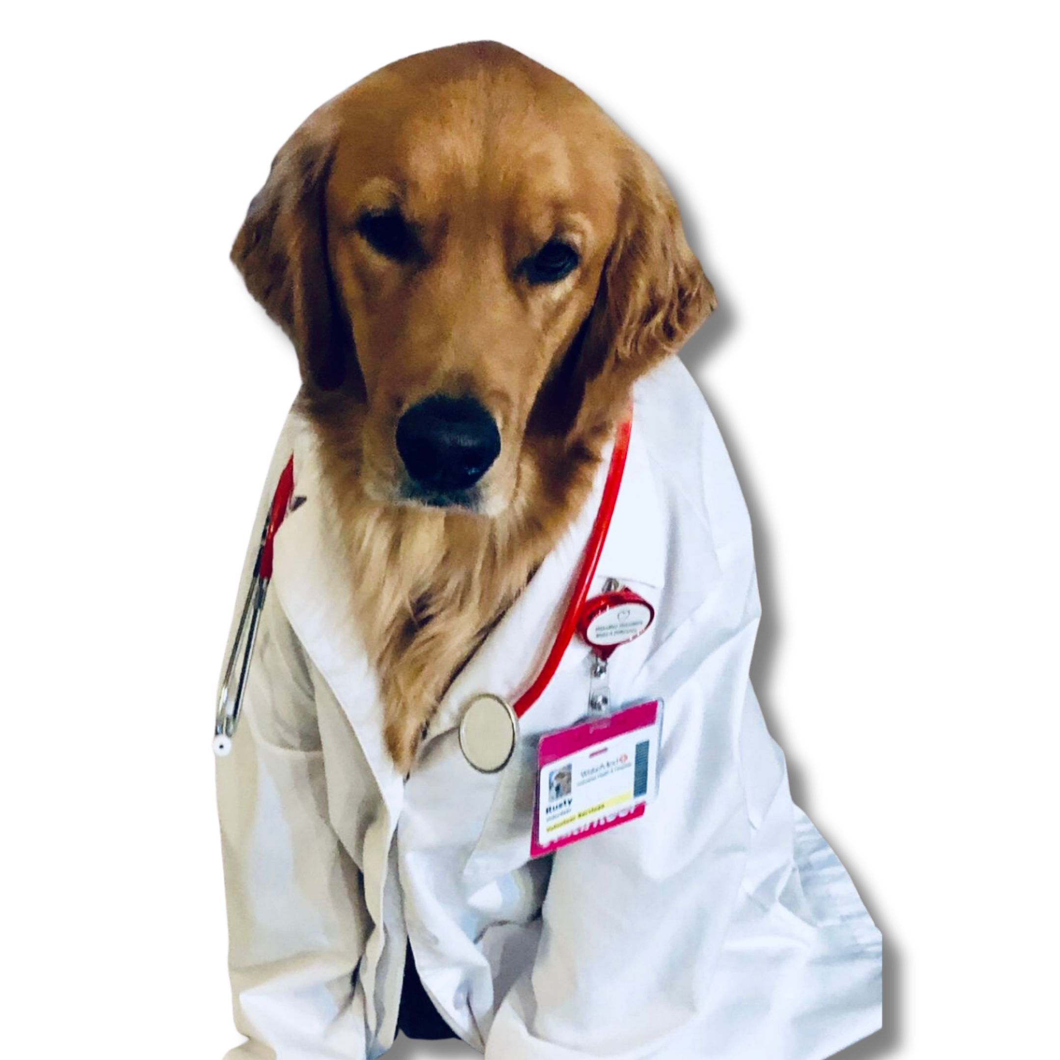 A cute brown dog wearing a white medical coat with colorful badge tags and a stethoscope around its neck, set against a black background.