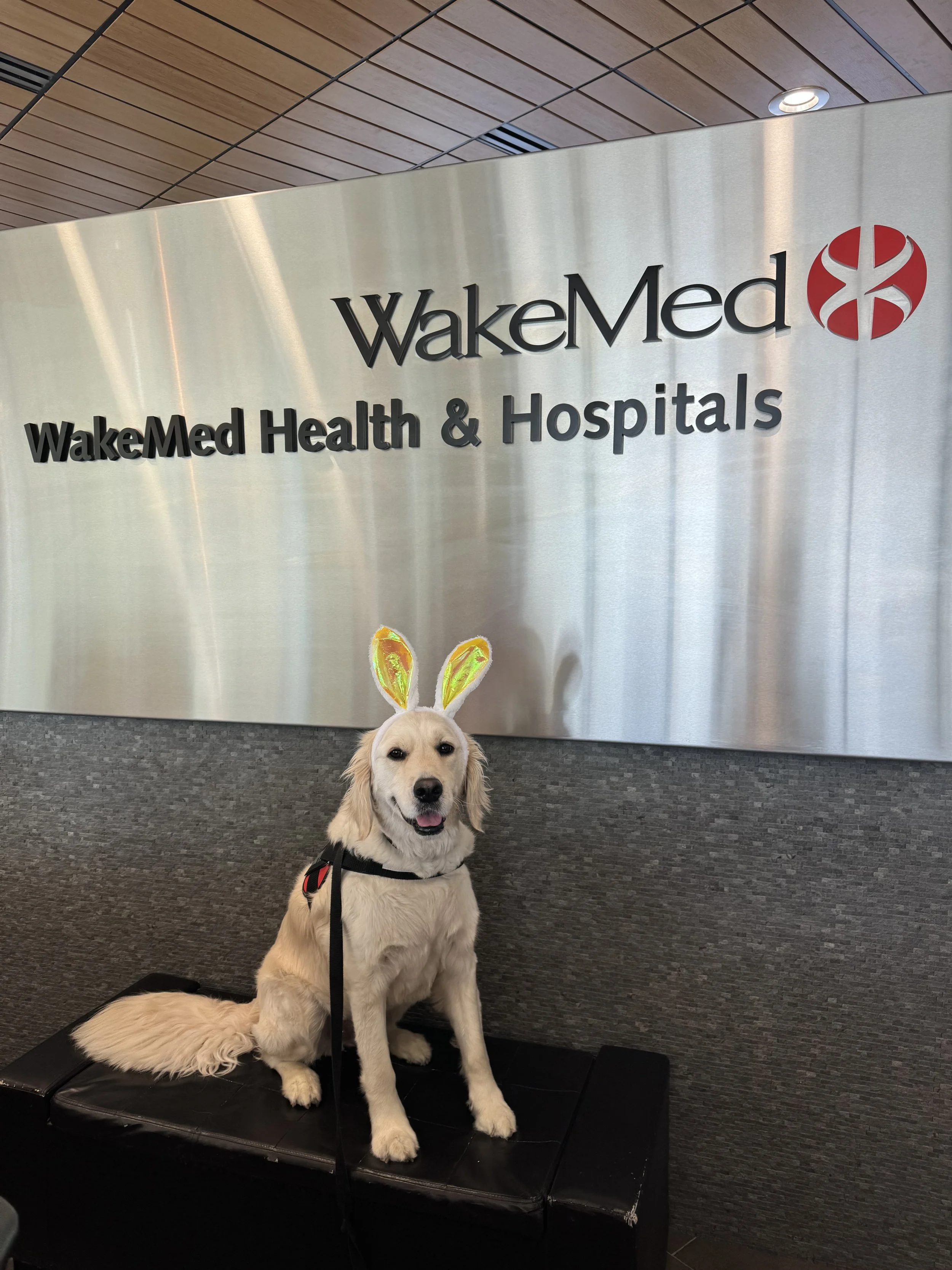A dog sitting on a black mat with bunny ear headband in front of a metal sign that reads 'WakeMed' and 'WakeMed Health & Hospitals', inside a building with a wood-paneled ceiling.