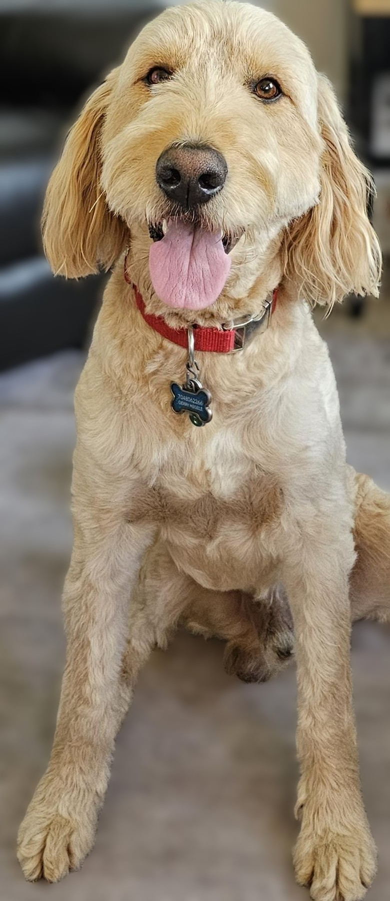A happy golden retriever dog sitting indoors, wearing a red collar with a dog tag, tongue out, and looking at the camera.