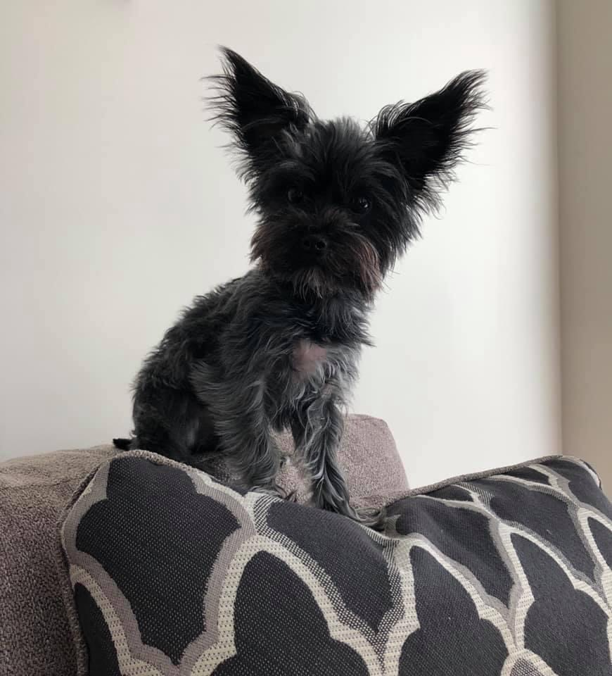 Small black and gray scruffy dog sitting on a patterned pillow on a couch, looking at the camera with large ears.