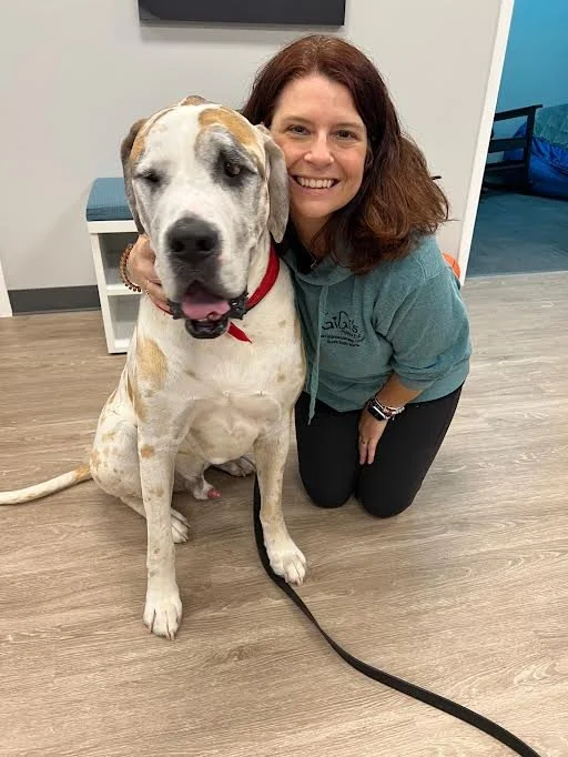 A smiling woman kneeling next to a large, adorable dog with a red collar inside a modern room with wooden flooring and minimal decor.