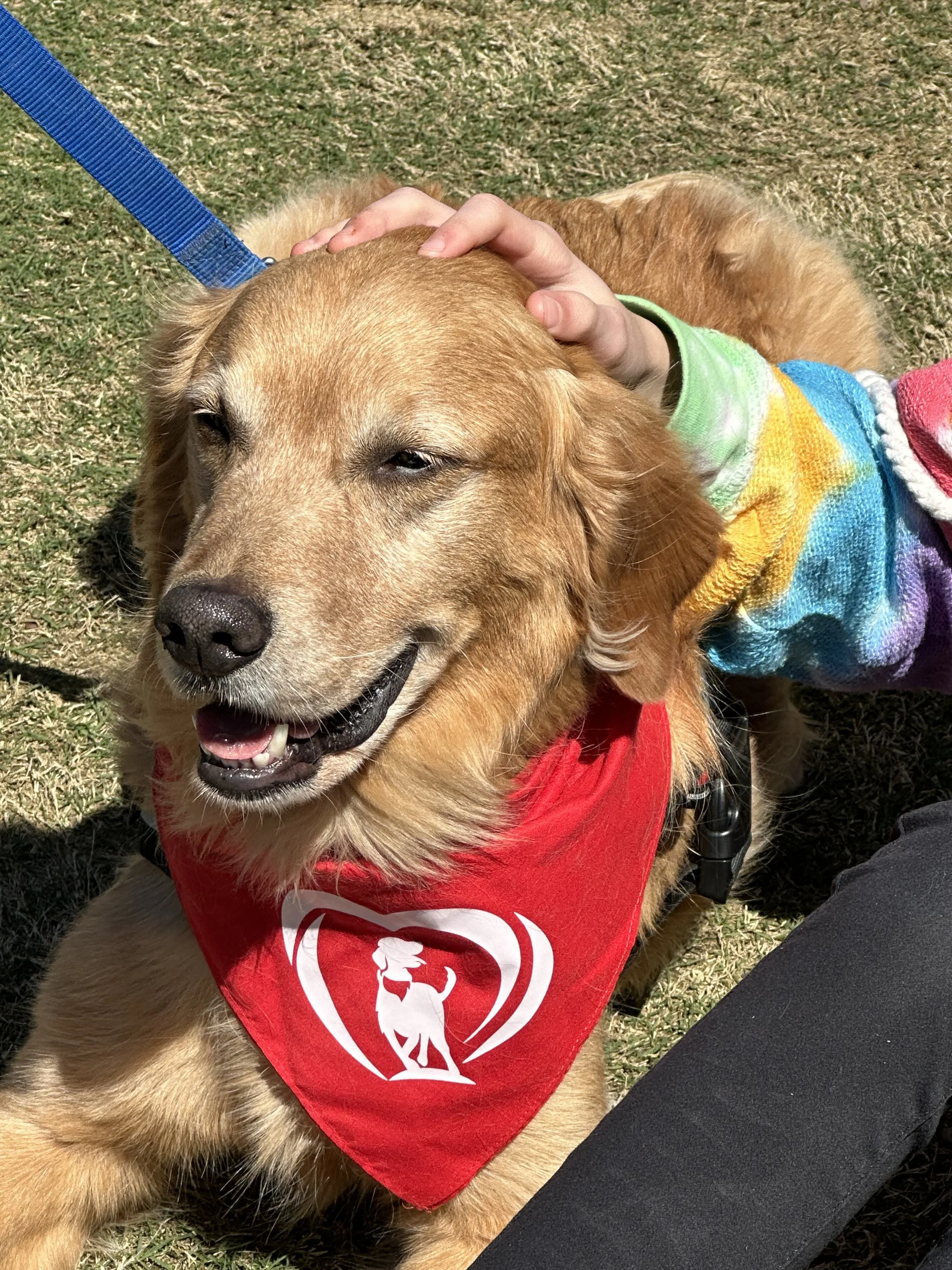 A happy golden retriever wearing a rainbow striped sweater and a red bandana with a white emblem, lying on grass and getting petted on the head.