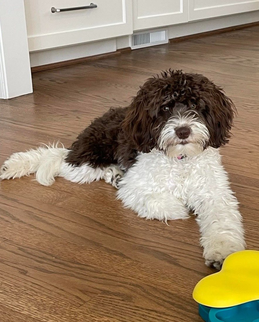 A brown and white fluffy puppy lying on a hardwood floor, reaching out with one paw to a yellow and blue toy.