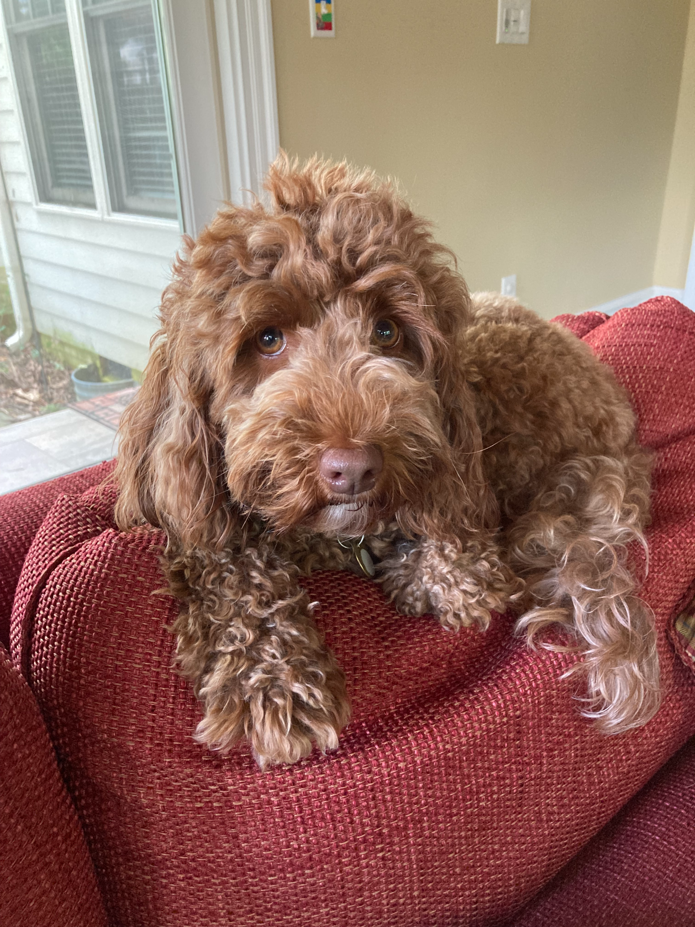 A brown curly coated dog resting on a red fabric surface with a window and beige walls in the background.