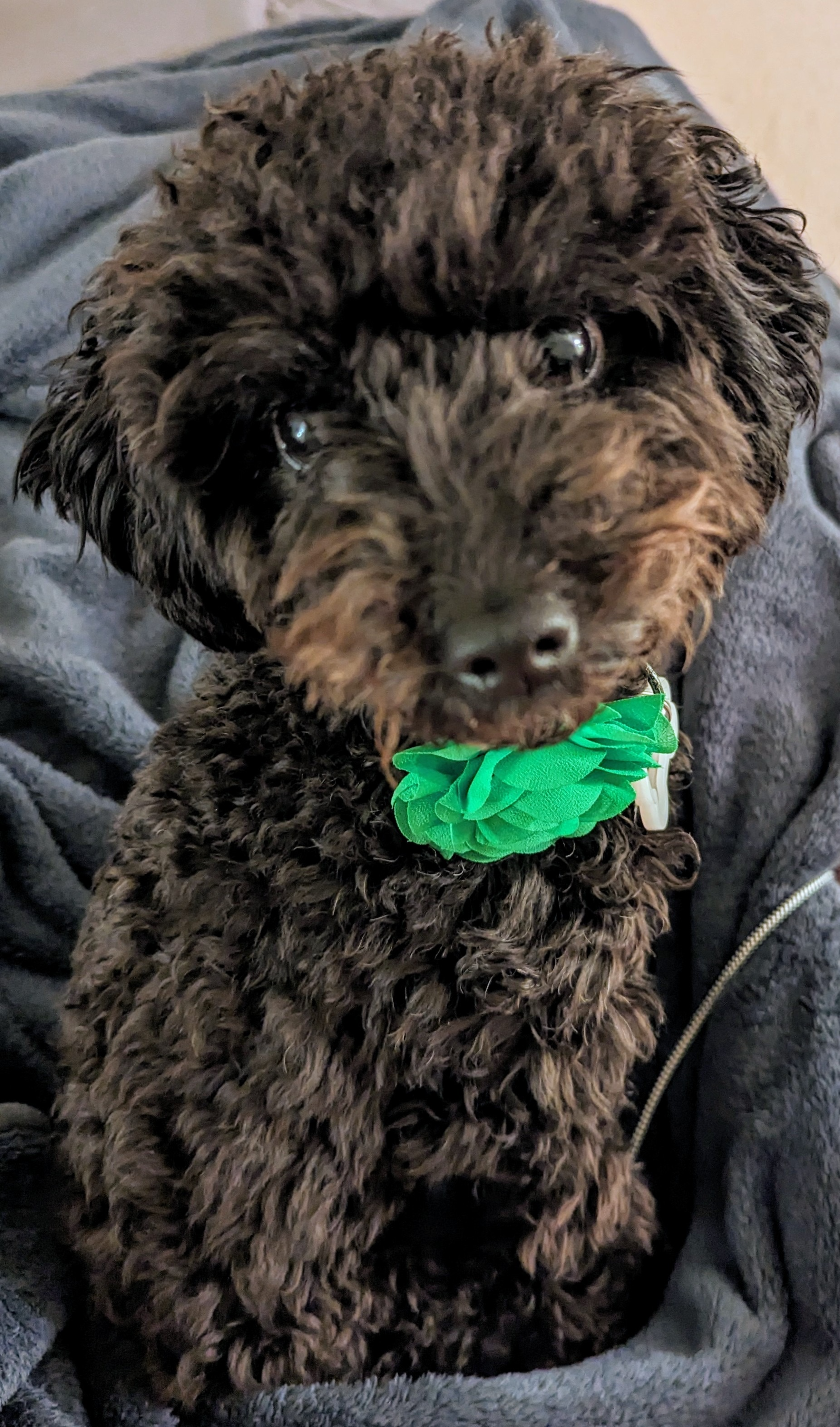 A cute black curly-haired puppy with a green bow around its neck, sitting on a gray blanket.