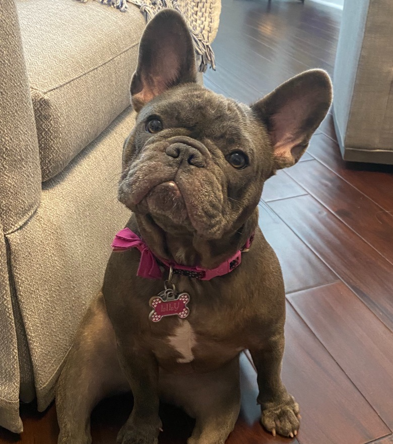 A small bulldog with a brindle coat, sitting on a wooden floor next to a beige couch. The dog has a pink collar with a bone-shaped tag that says 'Lily' and is looking at the camera with one eye winking.