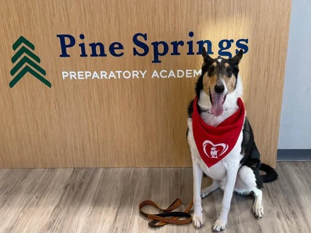 A dog sitting next to a Pine Springs Preparatory Academy sign, wearing a red bandana with a white heart design.