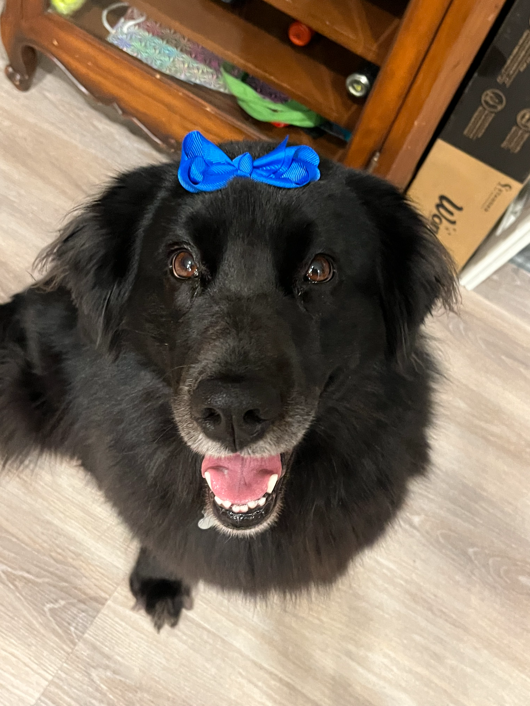 Black dog with a blue bow on its head, lying on a light-colored floor with its mouth open, showing its tongue and teeth.