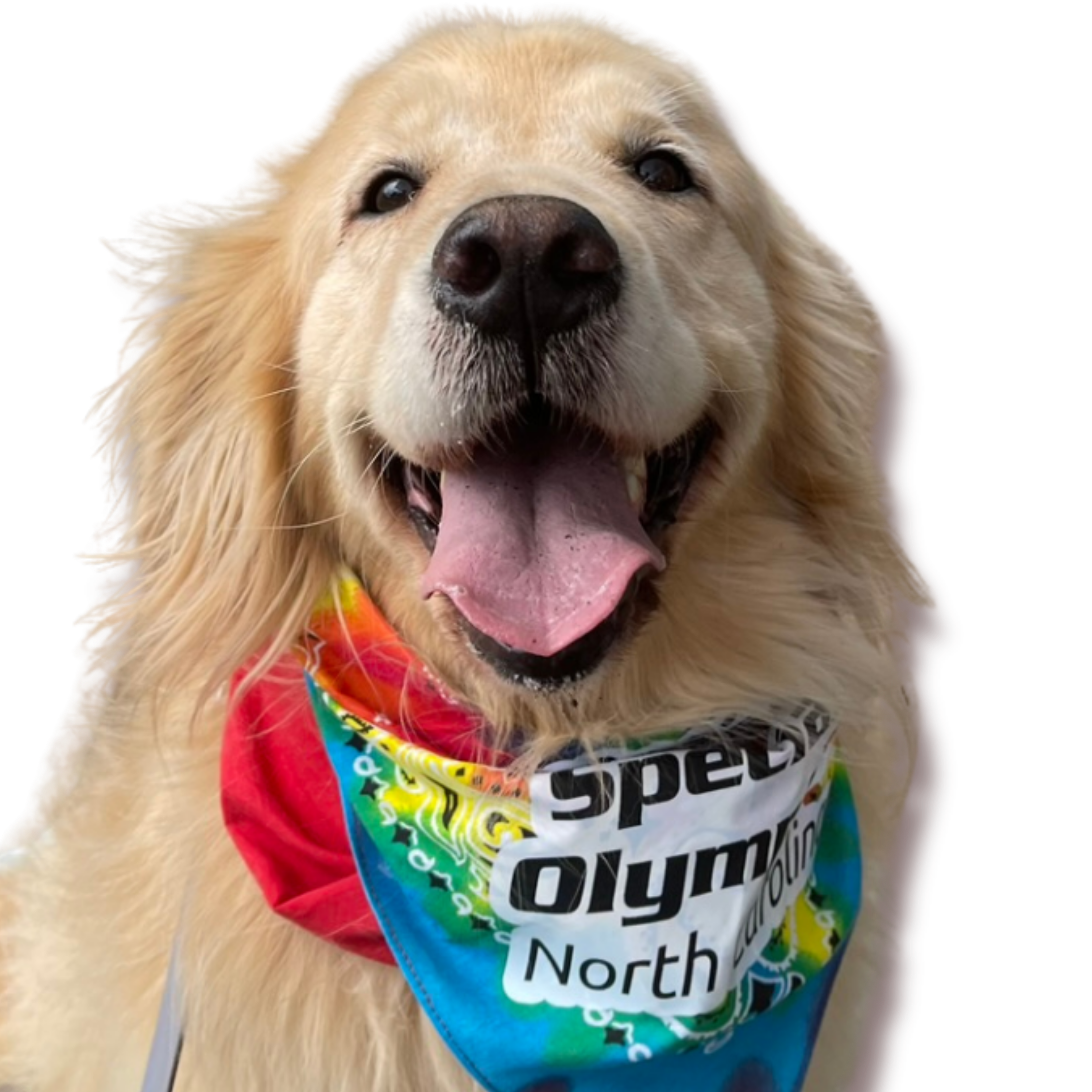 Close-up of a happy golden retriever dog wearing a colorful bandana with a text that says 'North.'
