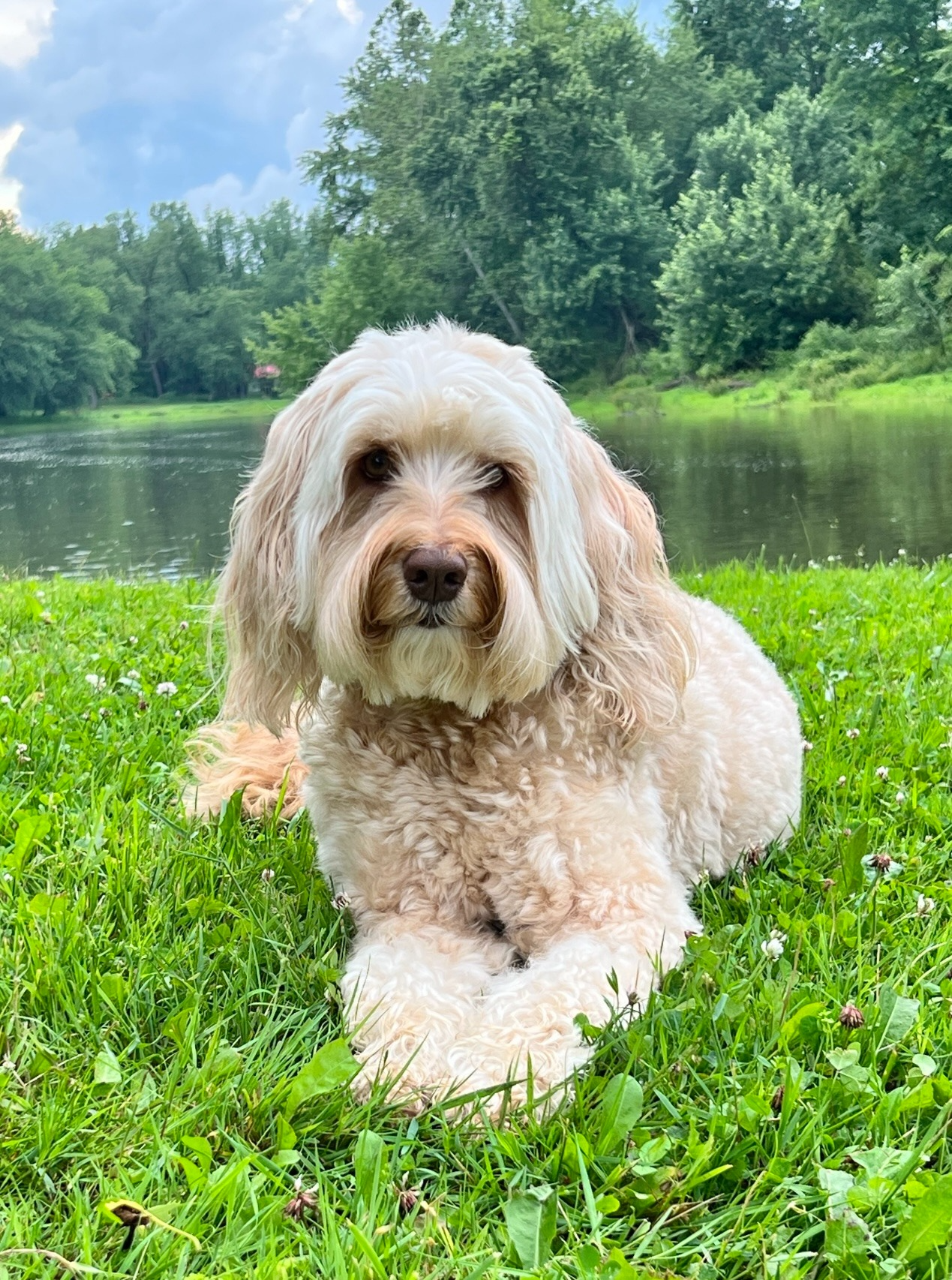 A light-colored, fluffy dog lying on green grass near a river, with trees and cloudy sky in the background.