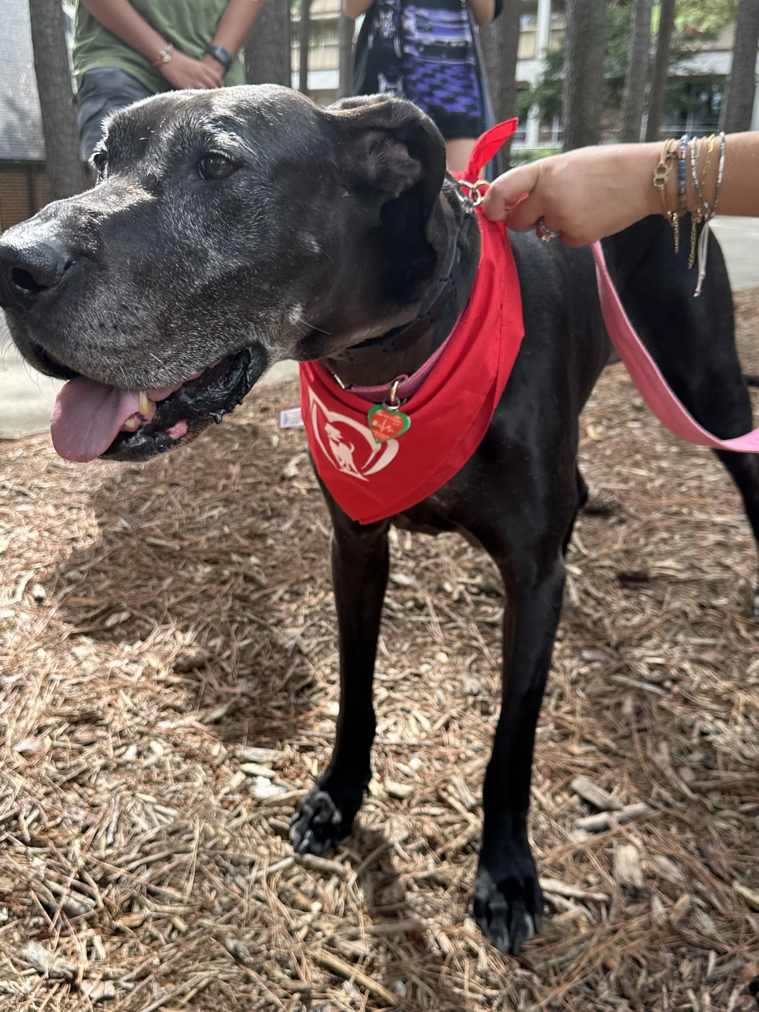A black dog with gray on its face wearing a red bandana and collar, standing on wood chips in an outdoor park, with people in the background.