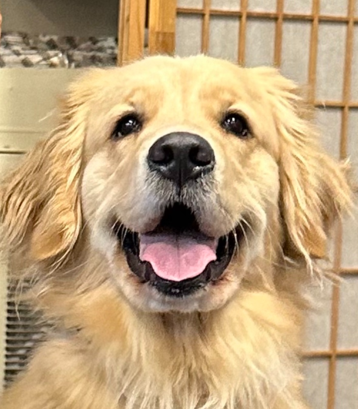 Happy golden retriever dog with a pink tongue and black nose, indoor setting with wooden partition in background.