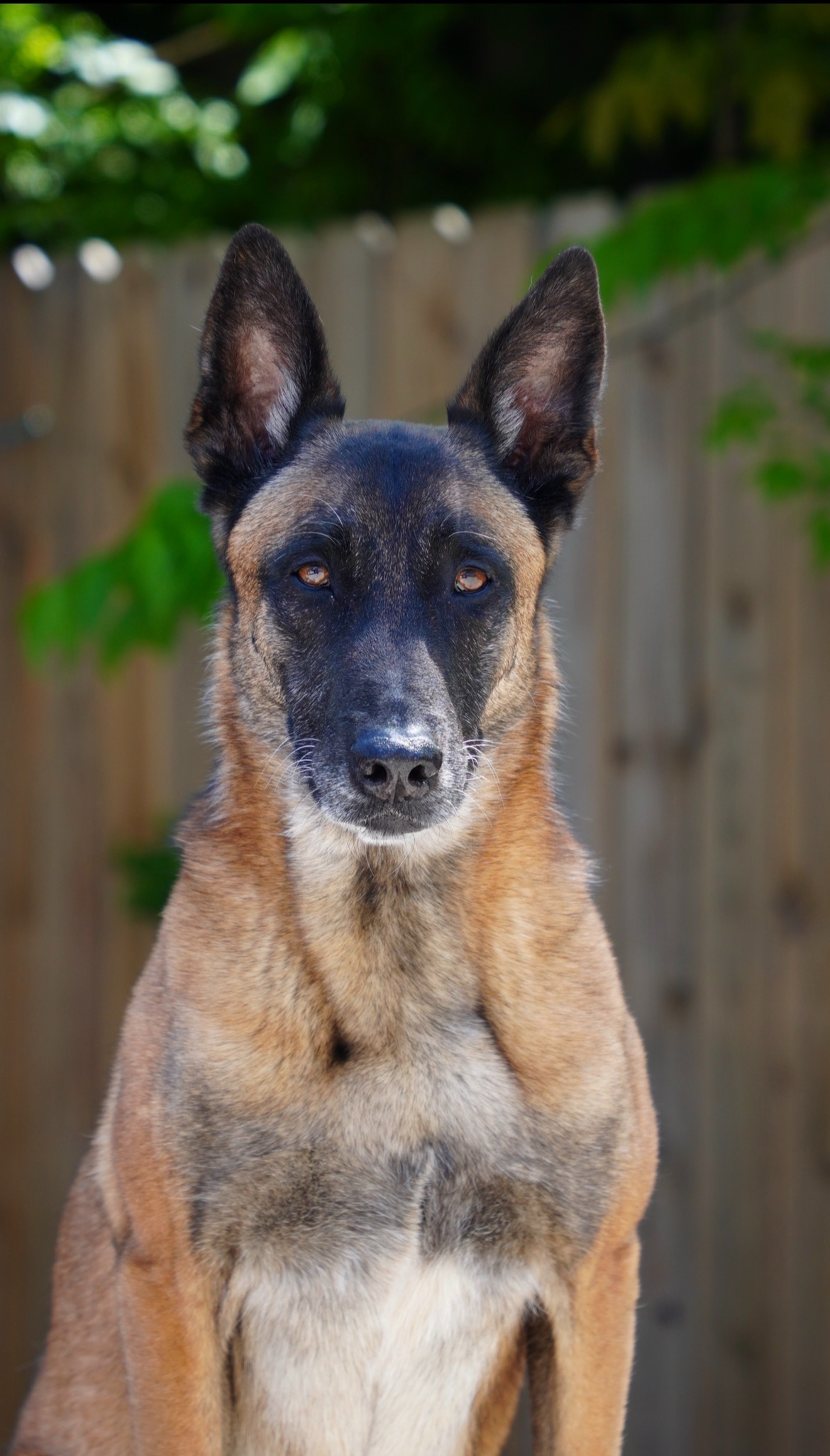A Belgian Malinois dog with erect ears and a tan coat, standing outdoors with a wooden fence and green foliage in the background.