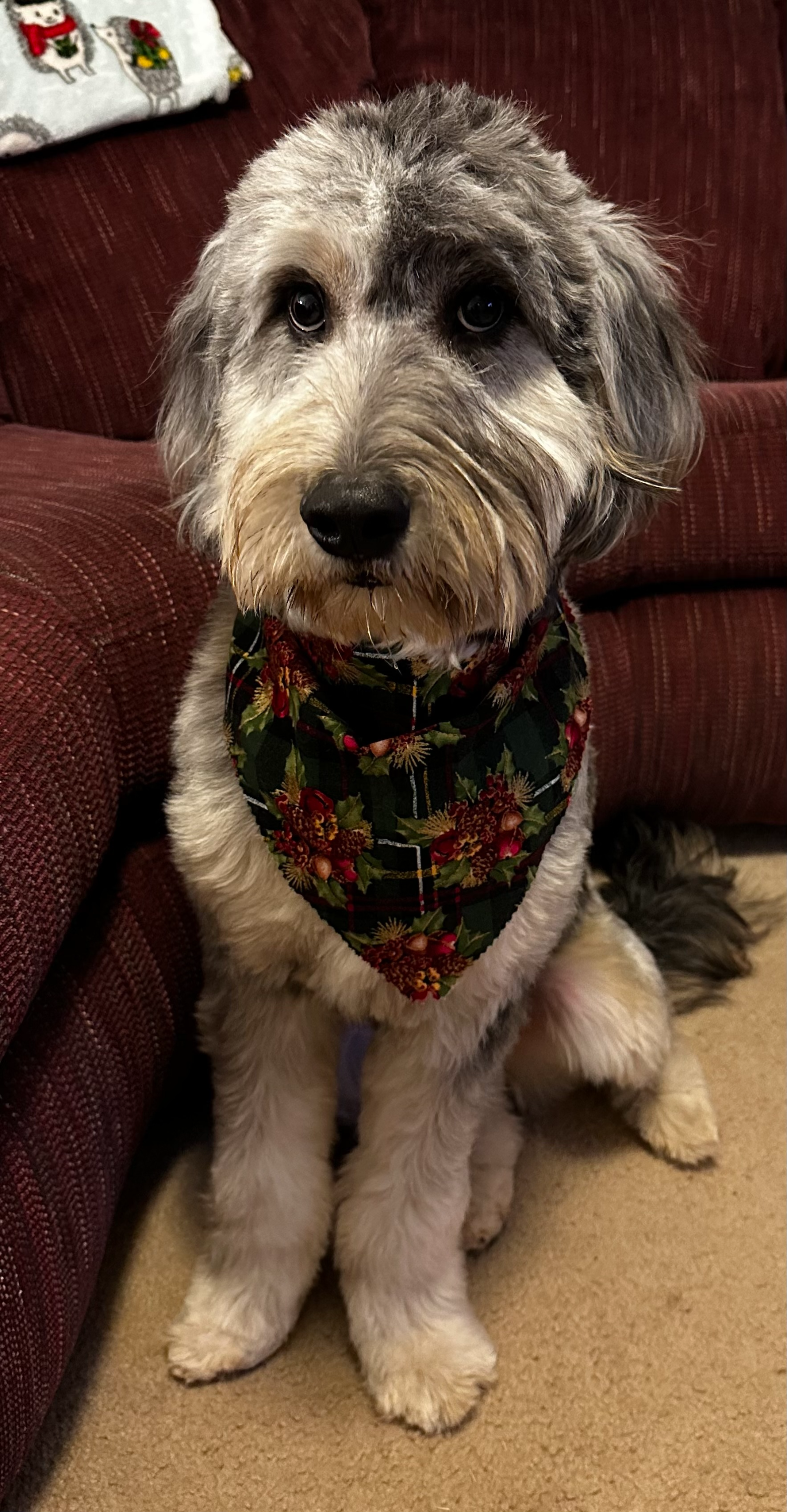 A dog with a gray and white coat and fluffy ears wearing a festive holiday bandana with a Christmas poinsettia pattern, sitting on a beige carpet next to a red couch.