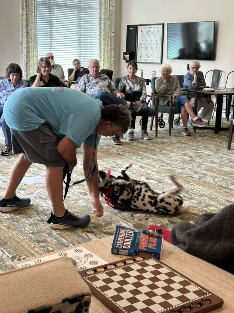 A man crouching with a leash in his hand in front of a Dalmatian dog lying on its back in a room with several elderly people seated and watching.
