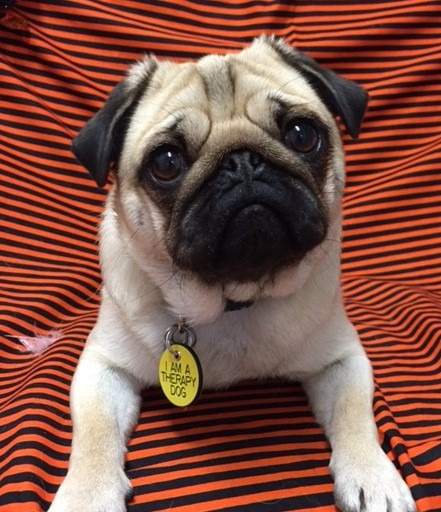 Cute pug dog with a therapy dog tag sitting in front of orange and black striped fabric.