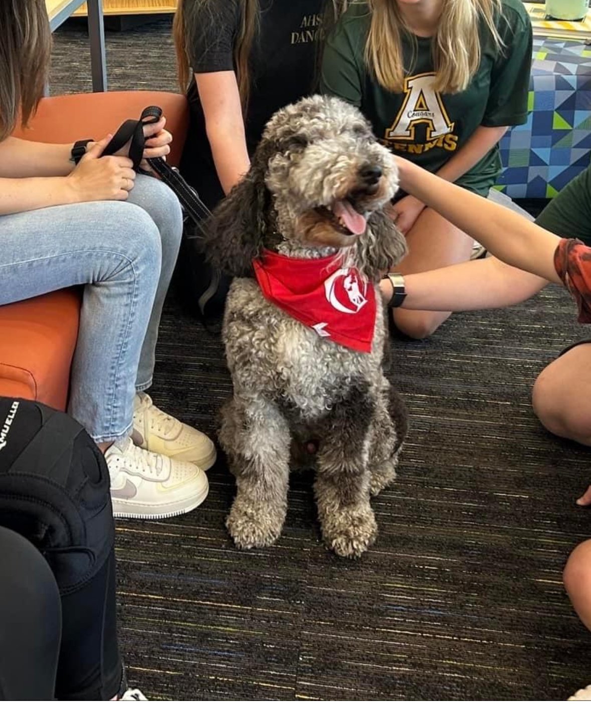 A happy curly-haired dog wearing a red bandana with a university logo, sitting on a carpeted floor surrounded by people in casual attire, some sitting on chairs and others lying on the ground.