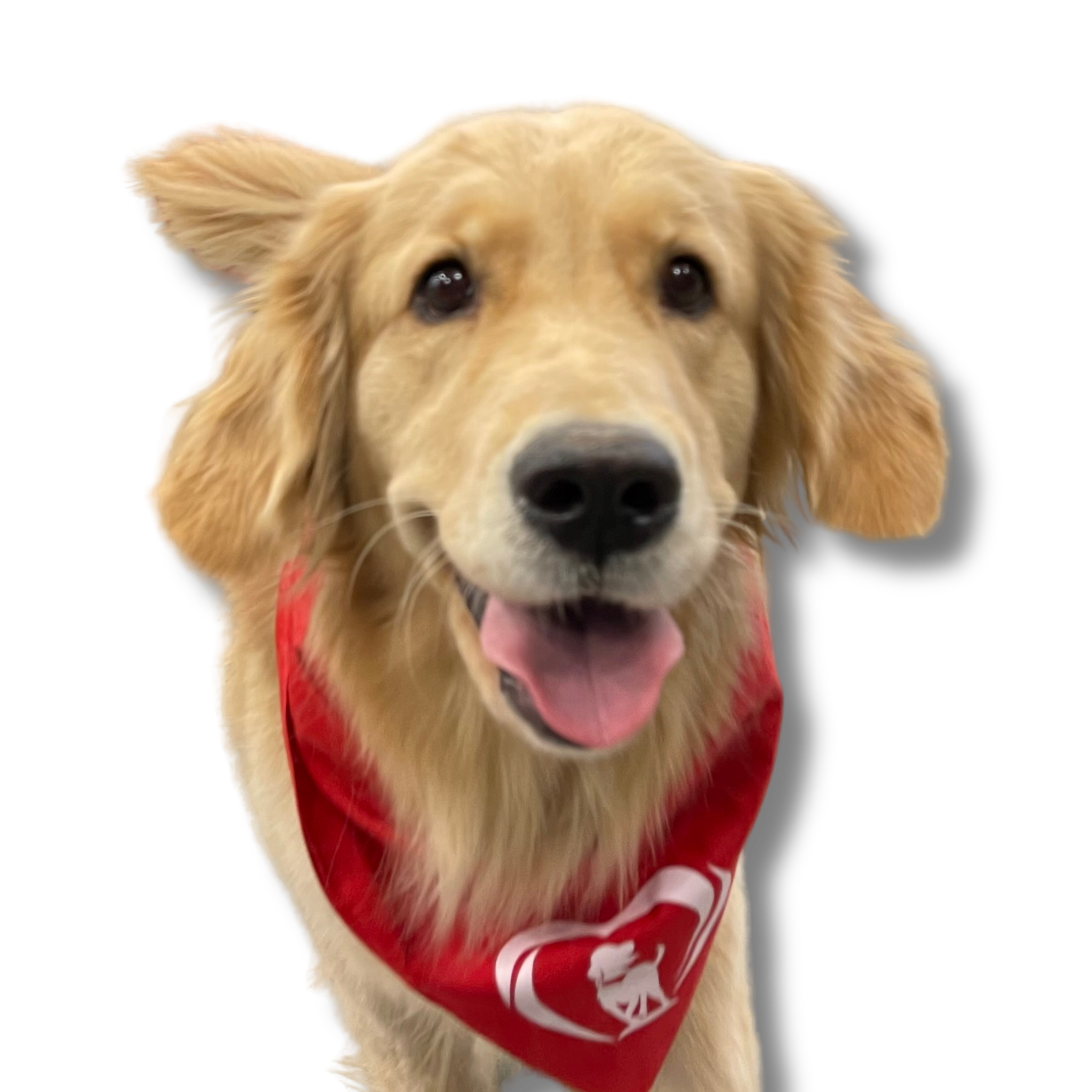 Golden retriever dog wearing a red bandana with a white emblem on it, panting with its tongue out.