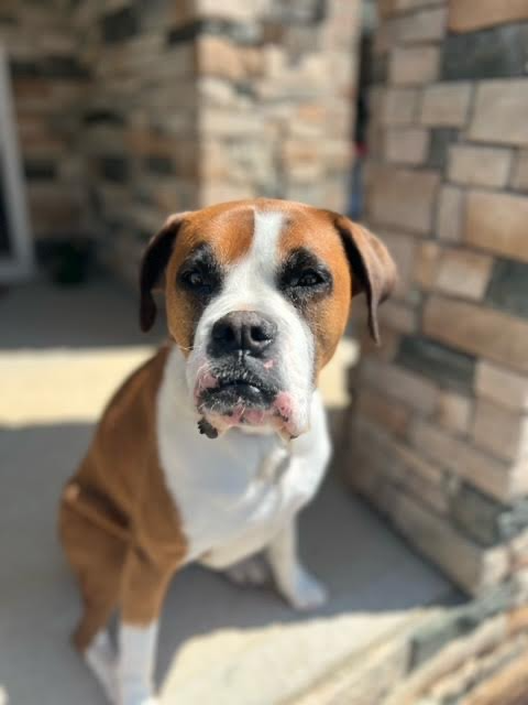 A brown and white dog sitting outdoors near a stone wall.