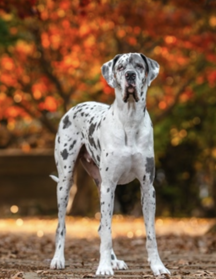 A Great Dane dog with a white coat and black spots standing outdoors on a leaf-covered ground, with blurred autumn trees in the background.