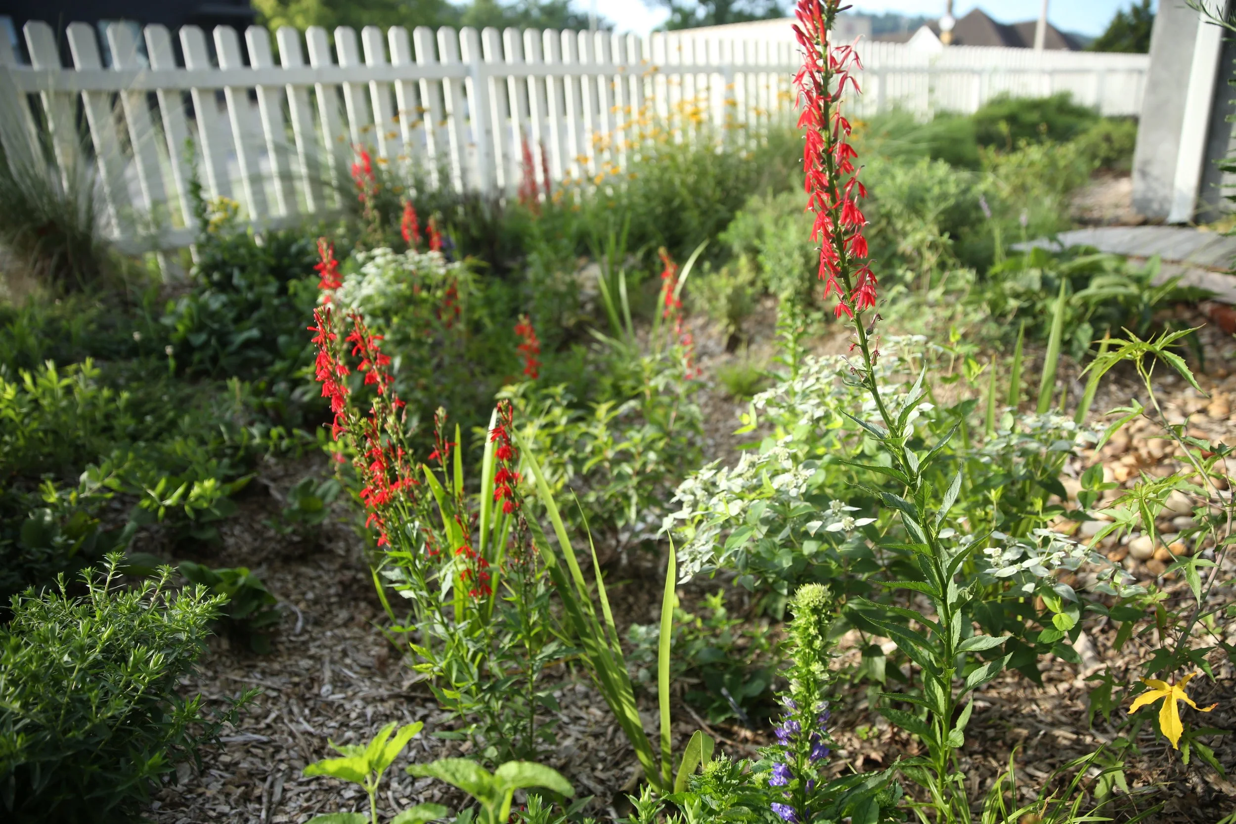 A garden with tall red flowers and various green plants, enclosed by a white picket fence with a house in the background.