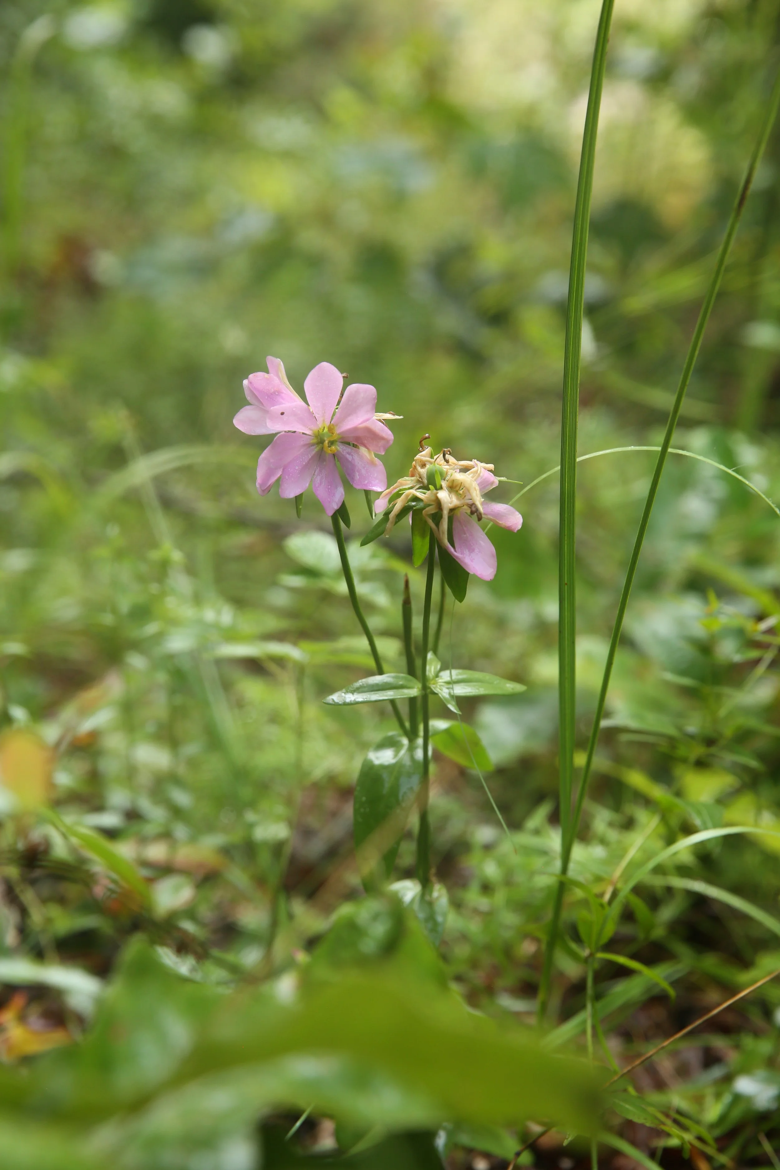 Pink wildflower with six petals blooming amidst green grass and foliage.