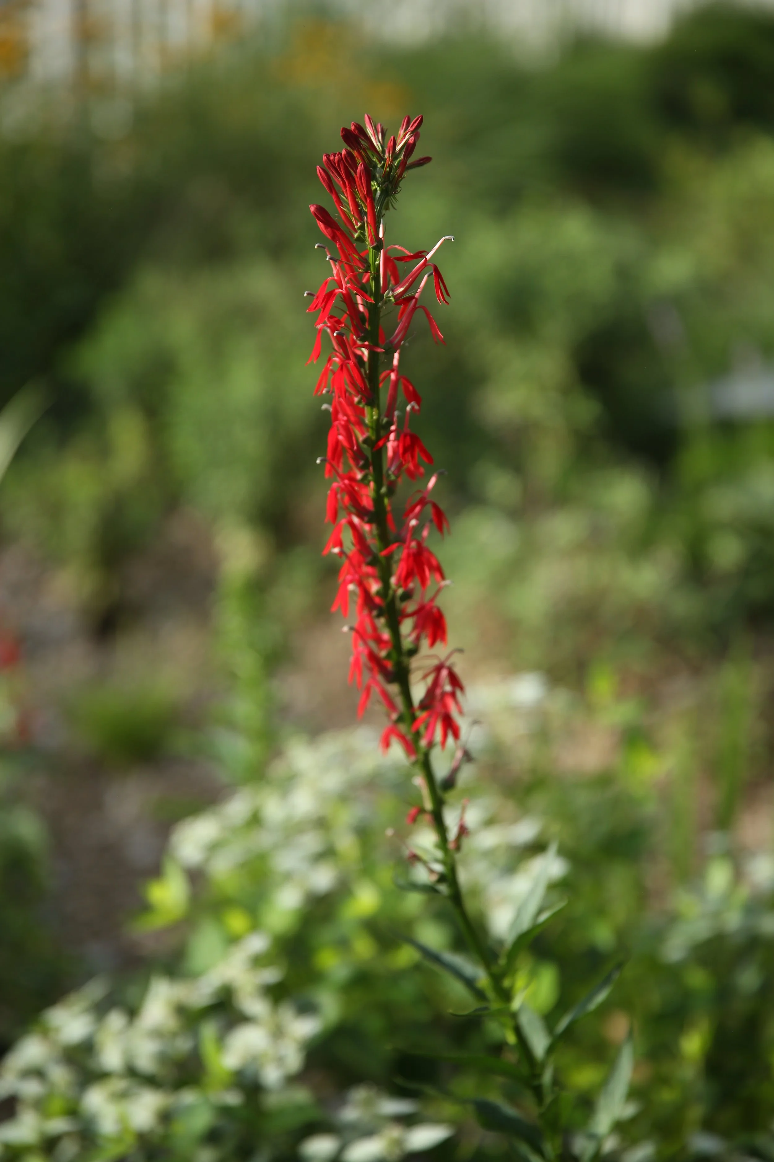 Close-up of a tall, red flowering plant with a blurred green background.