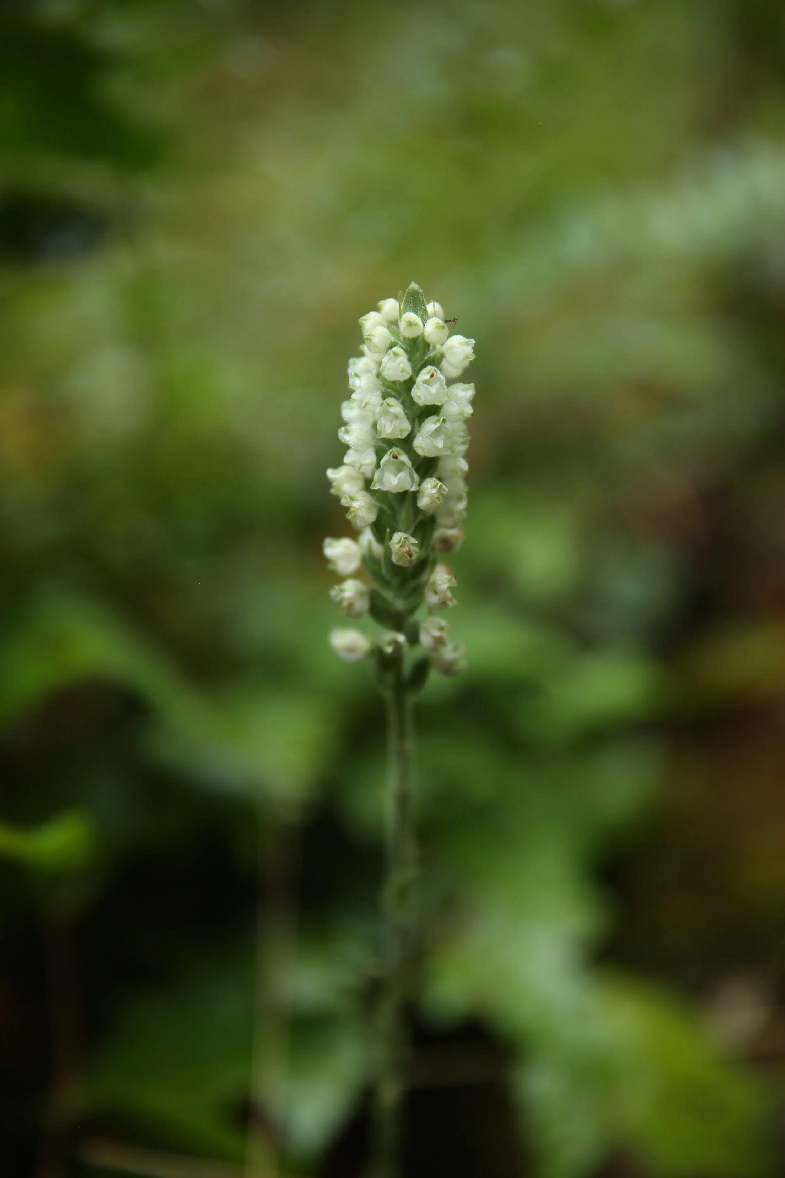 Close-up of a tall, white flower spike with small, bell-shaped blossoms against a blurred green background.