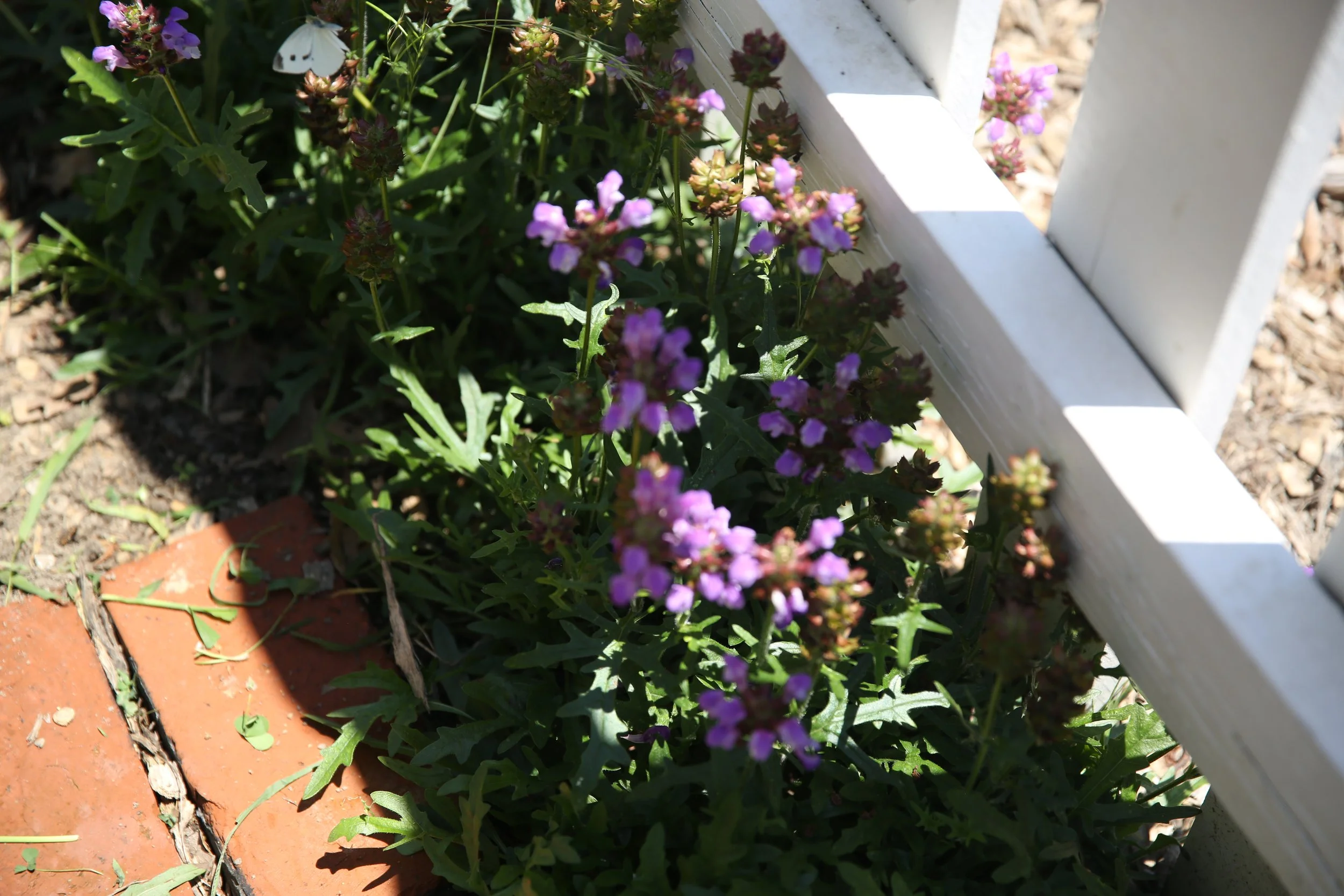 Purple flowers growing beside a white picket fence and brick pathway.
