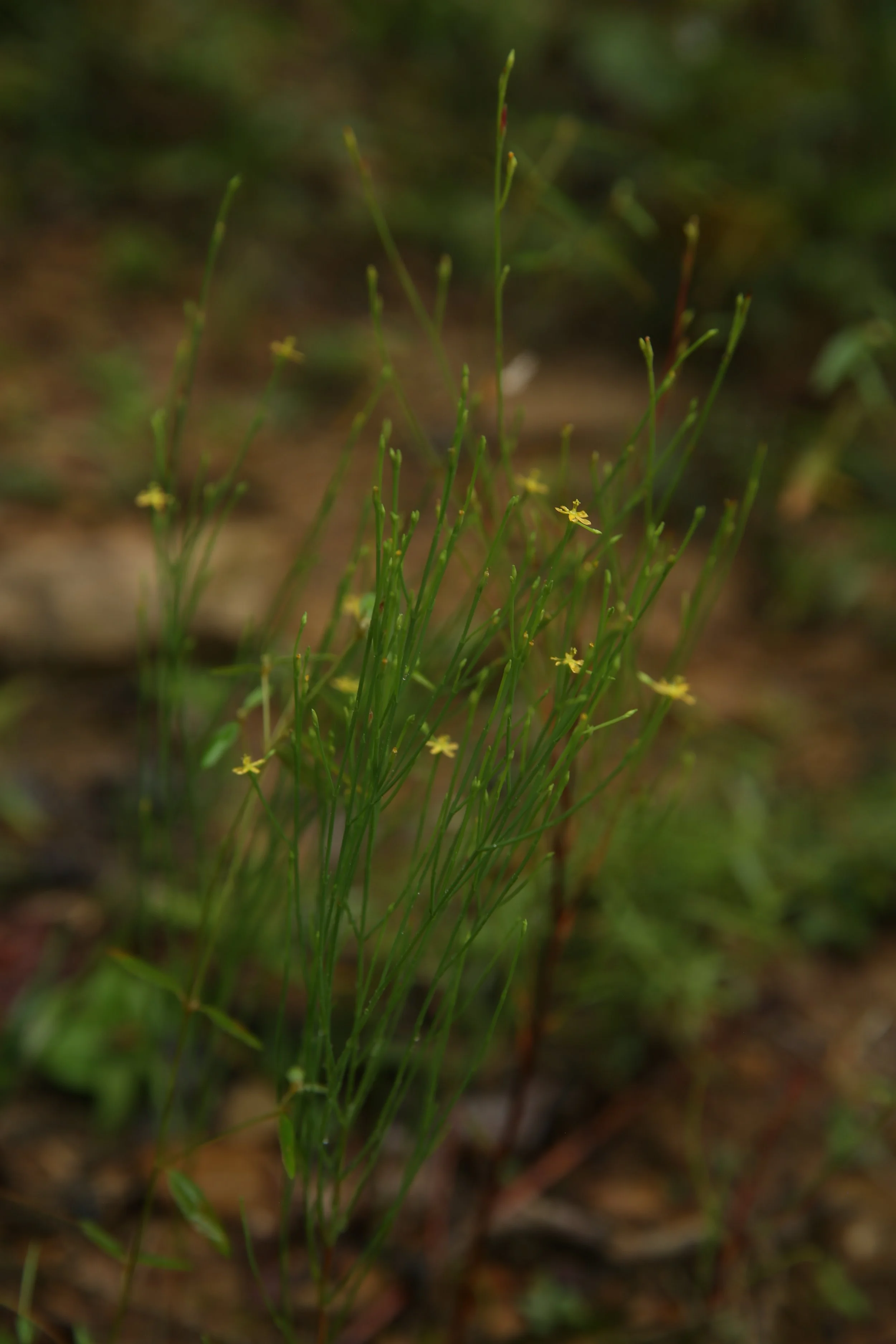 Small yellow flowers on thin green stems growing in soil with blurred green foliage background.