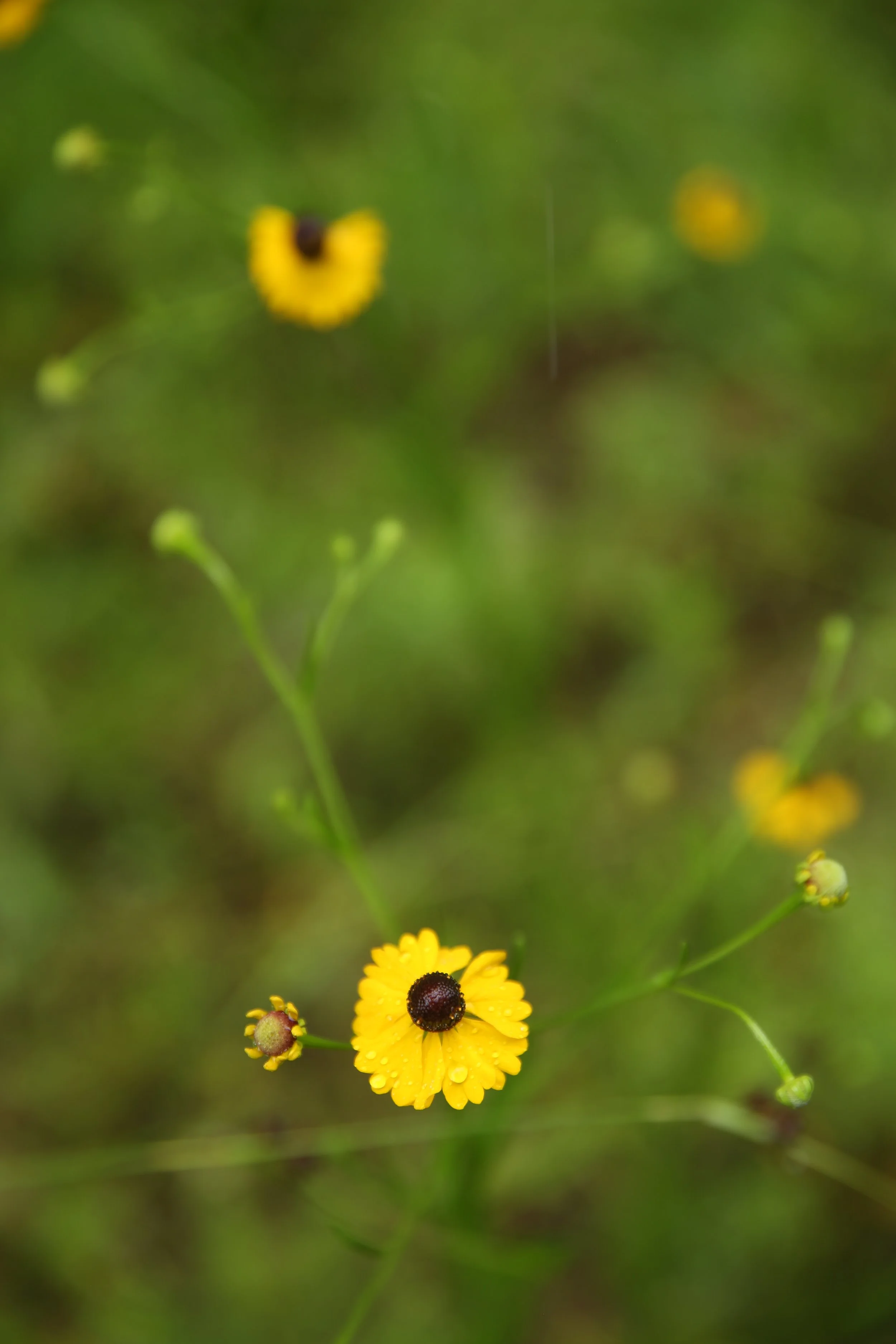 Close-up of small yellow flowers with dark centers, some with water droplets on petals, on a green background.