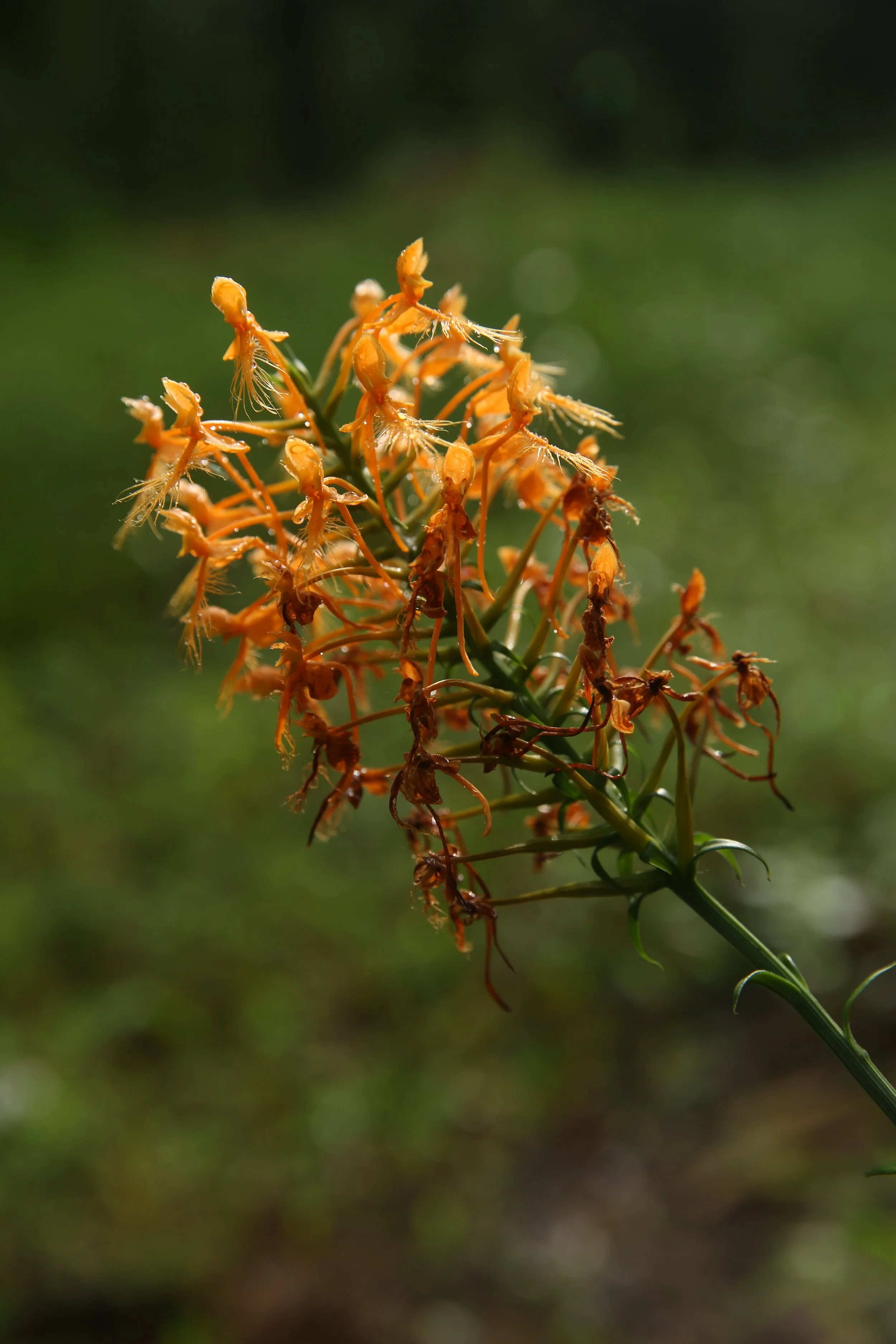 Close-up of orange flowers with delicate, wispy petals against a blurred green background.