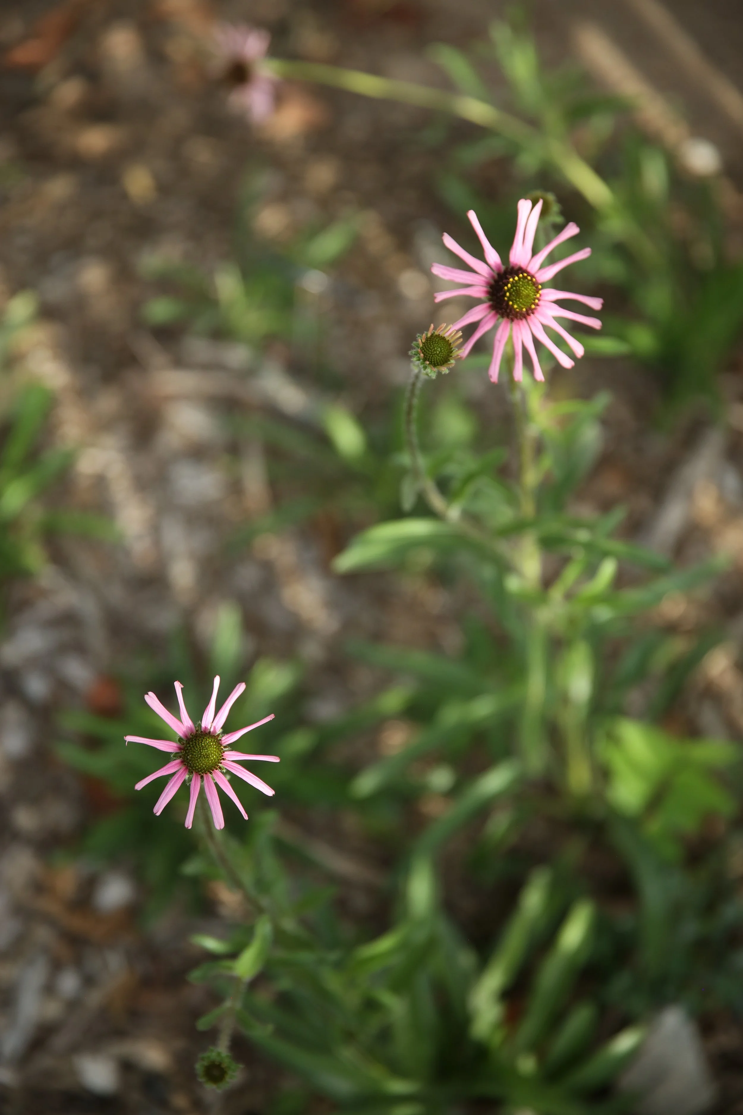 Pink flowers with green centers, growing in soil with green leaves in the background.