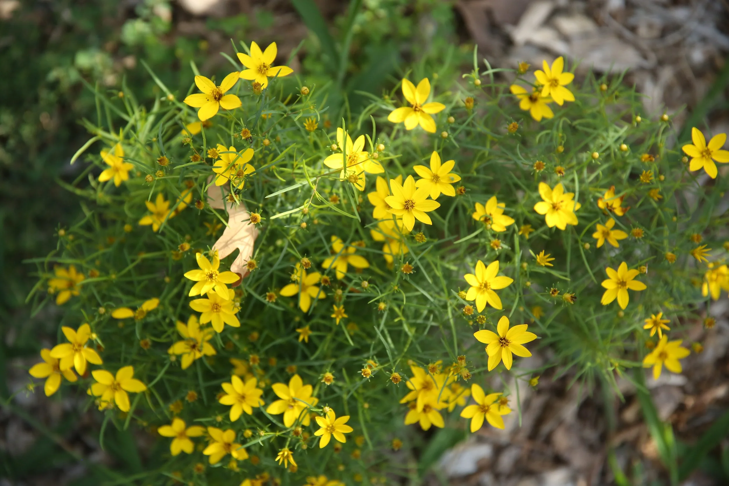 Yellow wildflowers with green stems and leaves growing in soil.