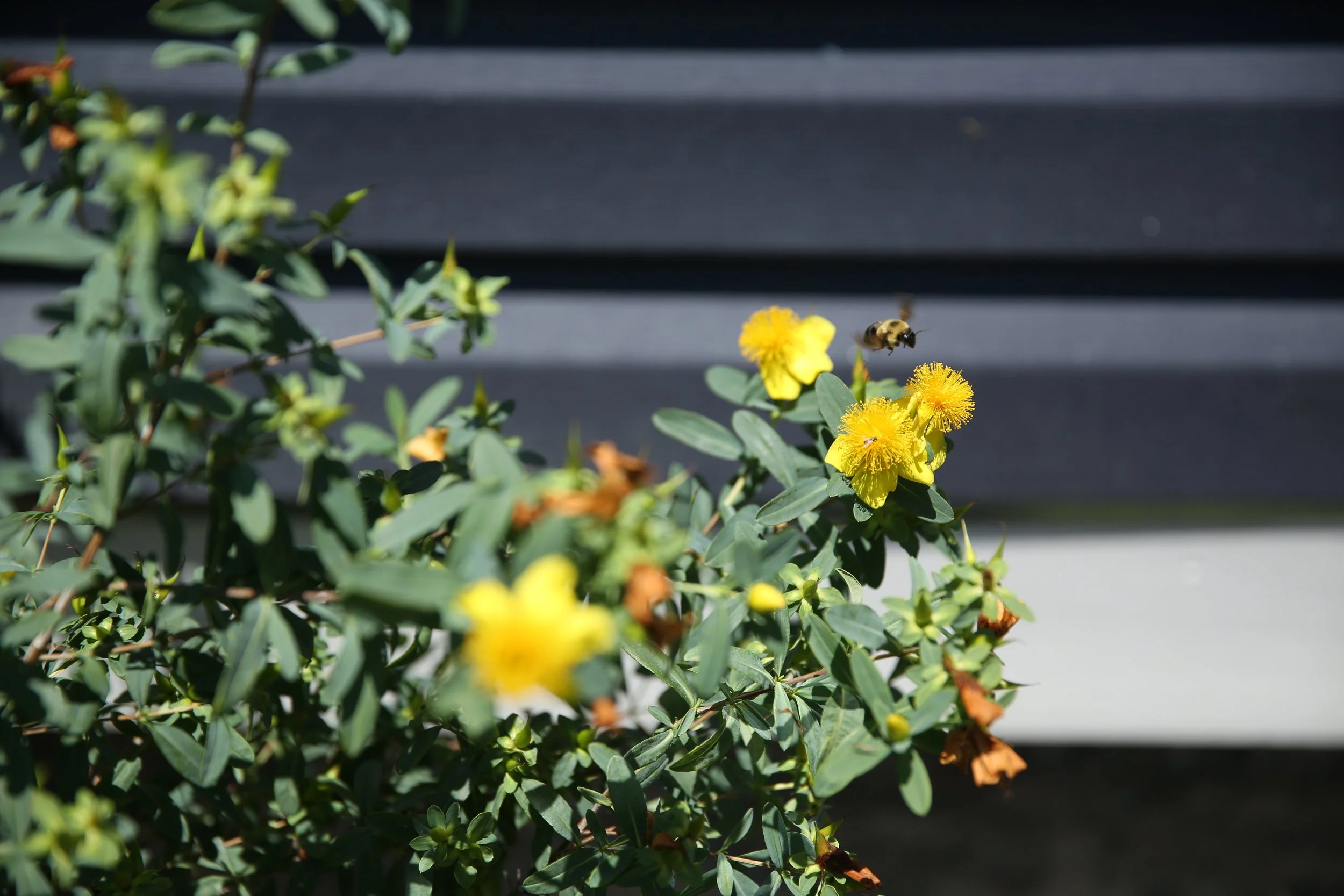 A bee flying near yellow flowers on green bushes outdoors with a blurred dark background.