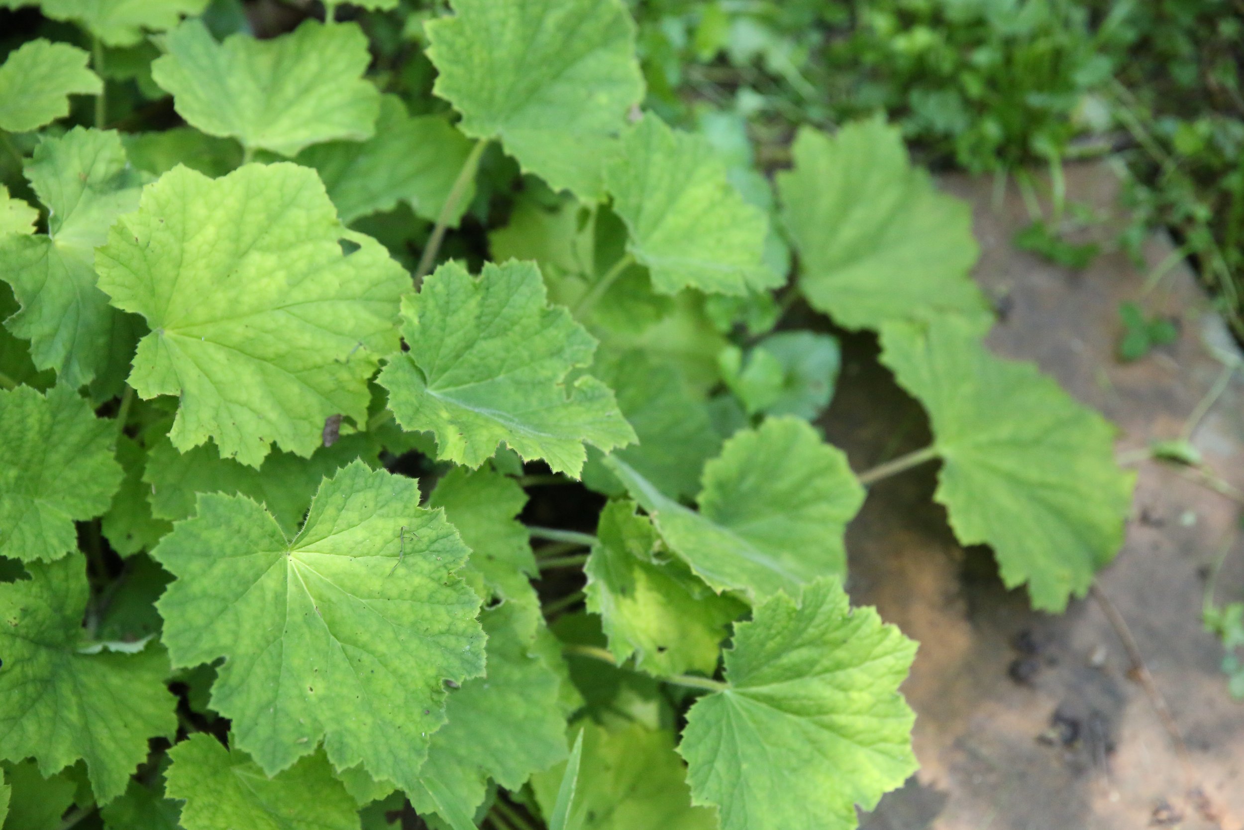 Close-up of green grape leaves with visible veins and slightly serrated edges, growing in a garden or vineyard.