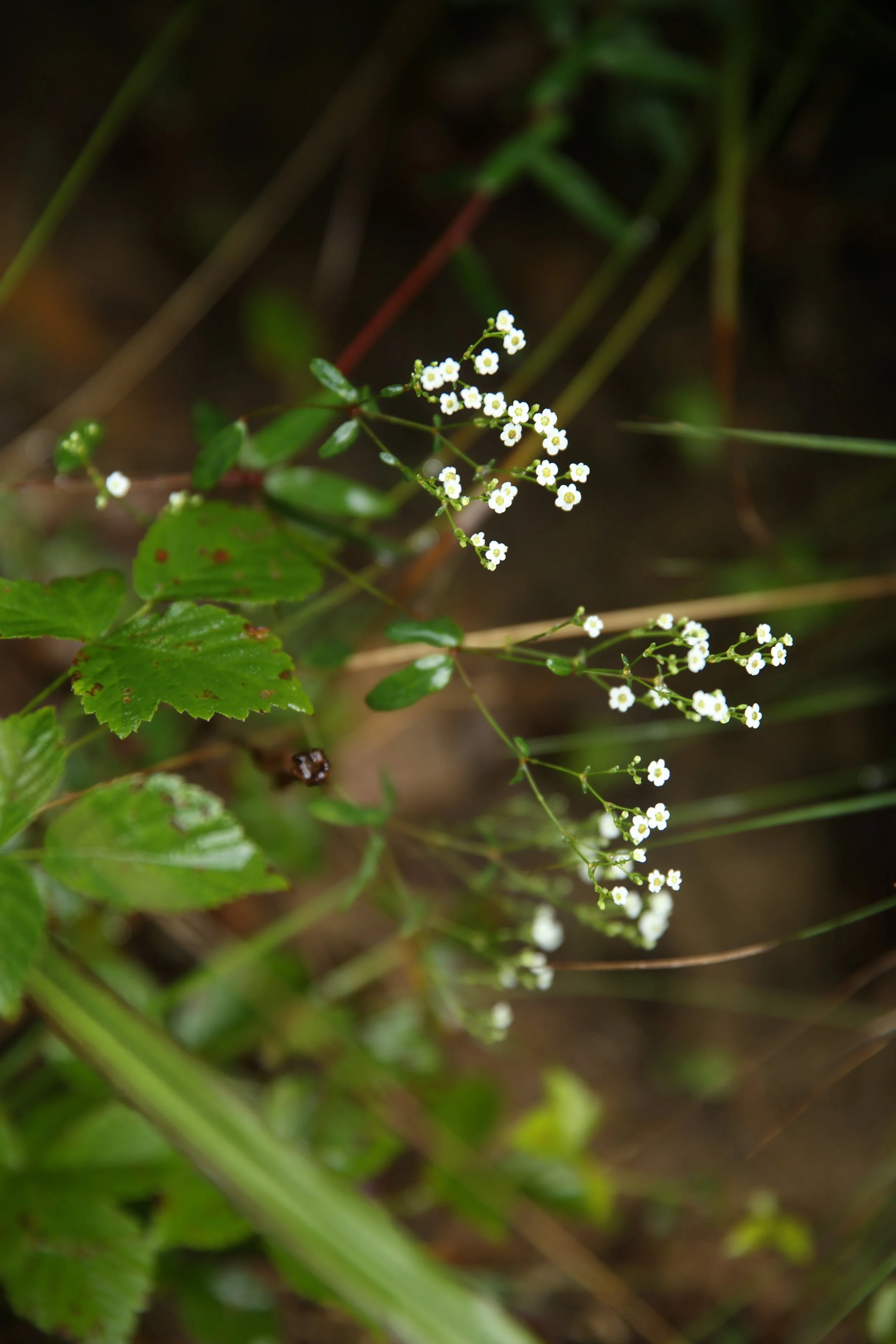 Close-up of small white flowers with yellow centers on a green plant, with dark blurred background.