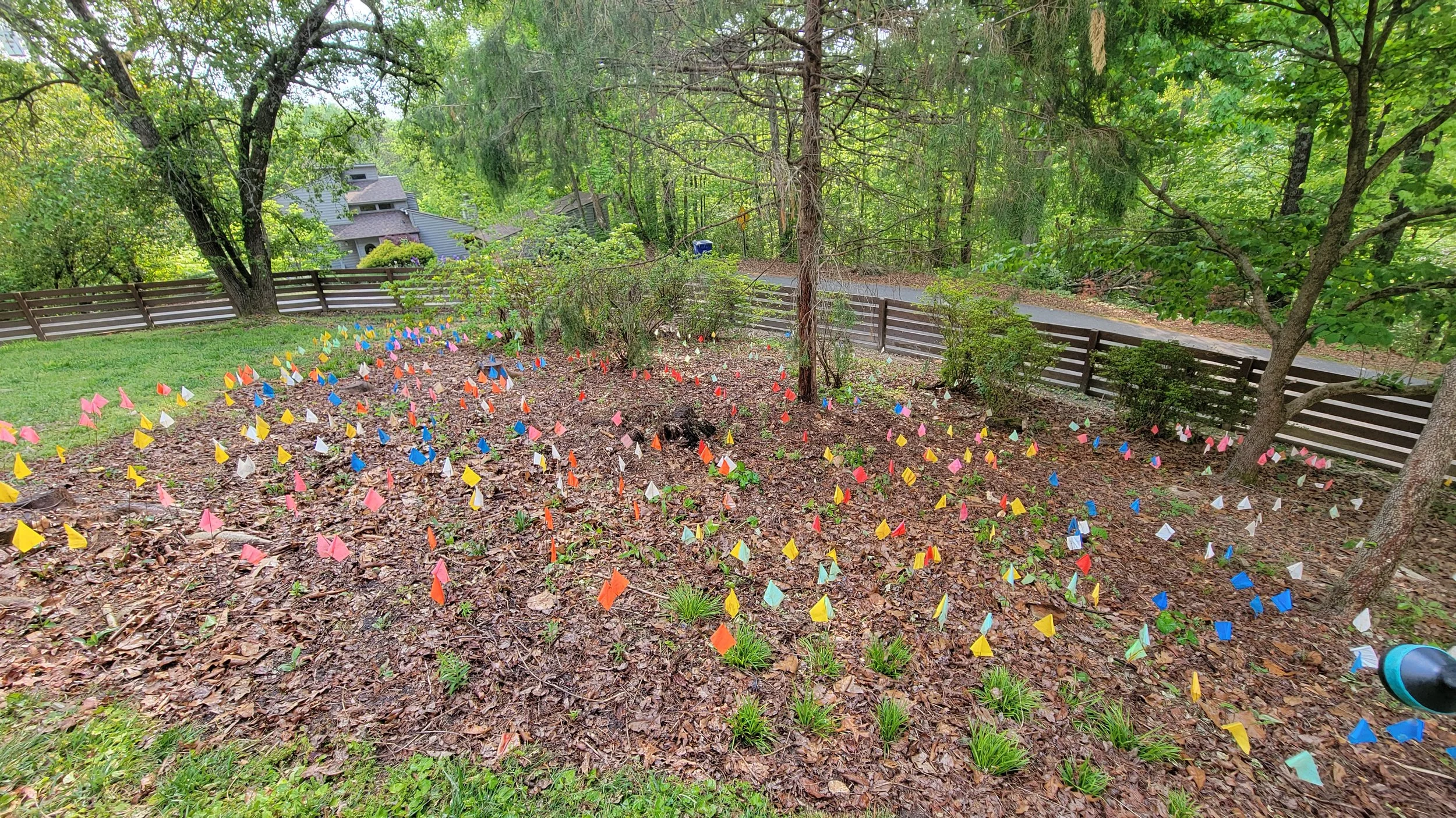 A backyard with many small, colorful flags planted in the soil, surrounded by trees and a wooden fence, with houses visible in the background.