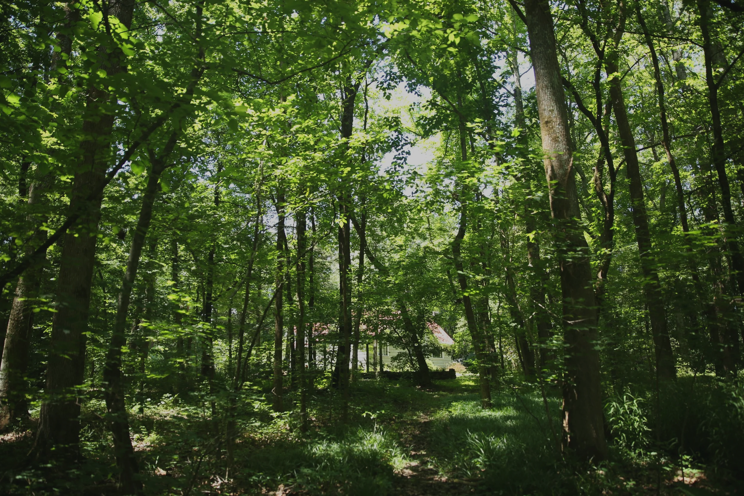 A view of a lush, green forest with tall trees and dense foliage, sunlight filtering through the leaves, and a house partially visible in the background.