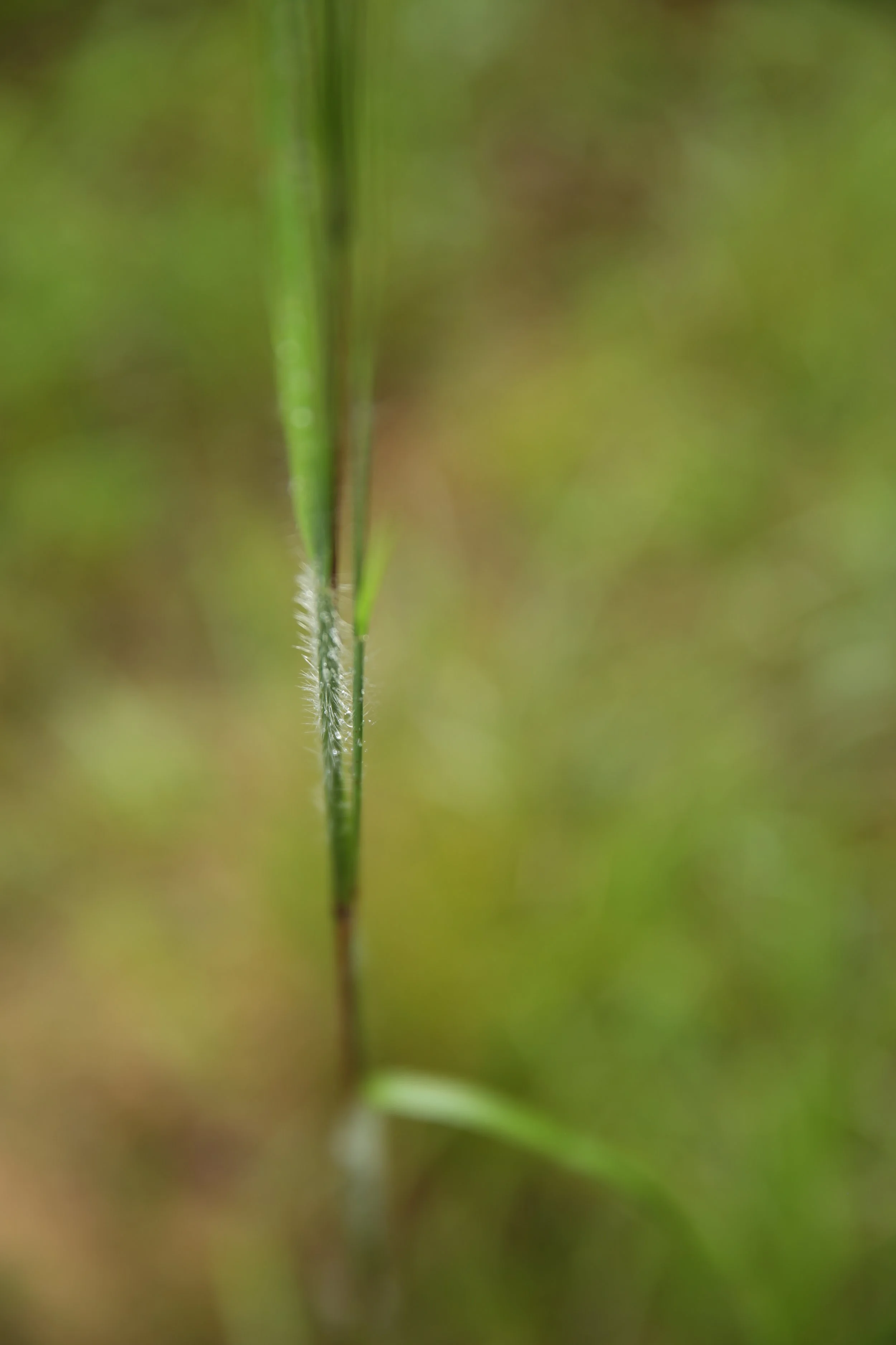 Close-up photograph of a green grass blade with fine white hairs, blurred green background.