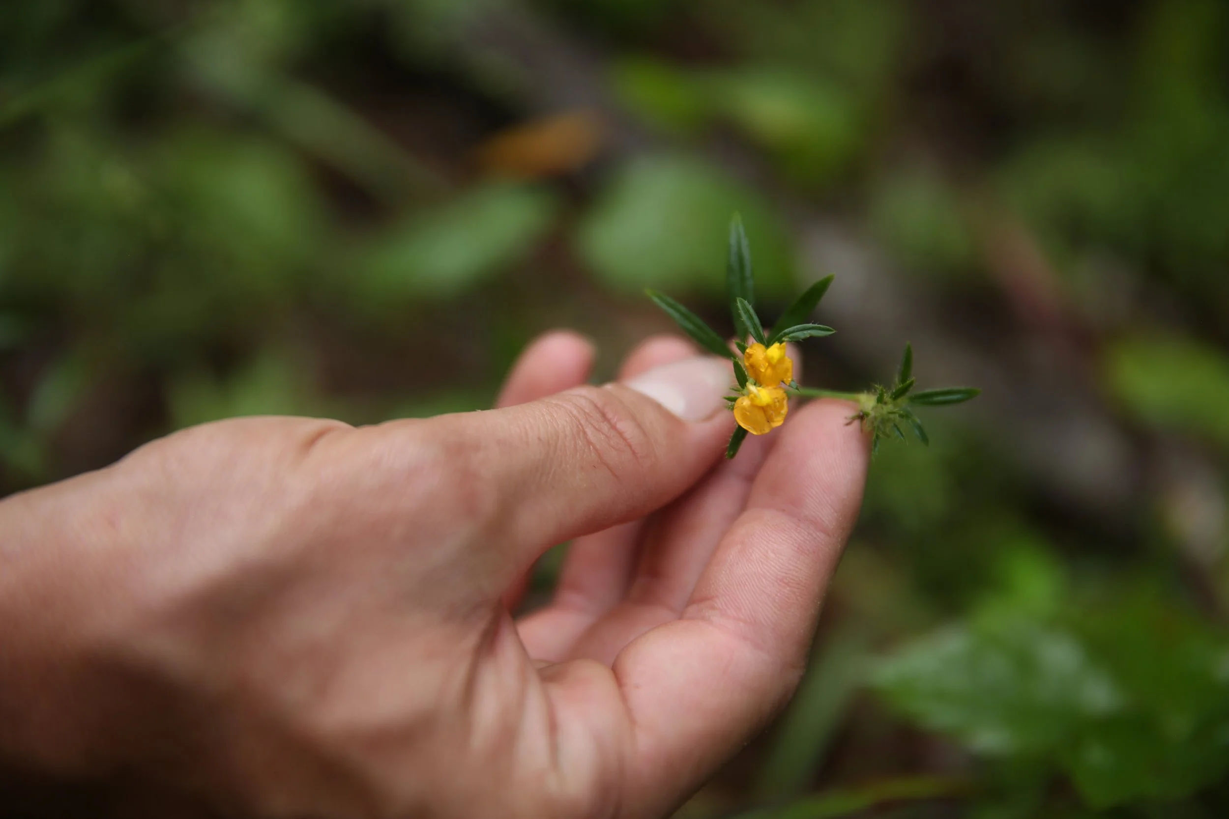 Person holding small yellow flower with green leaves in hand.