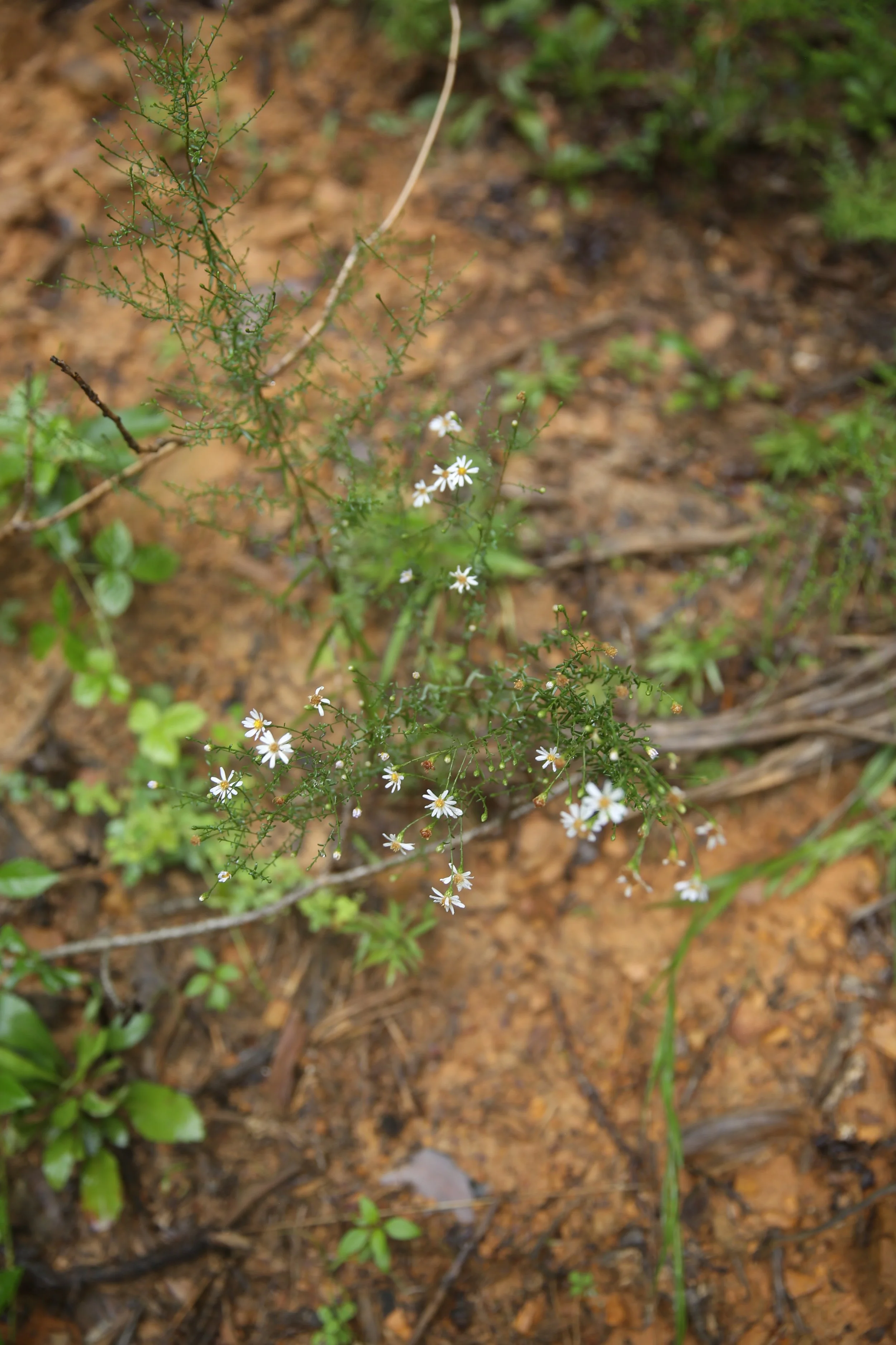 Small white flowers with yellow centers growing among green plants and brown soil on the ground.