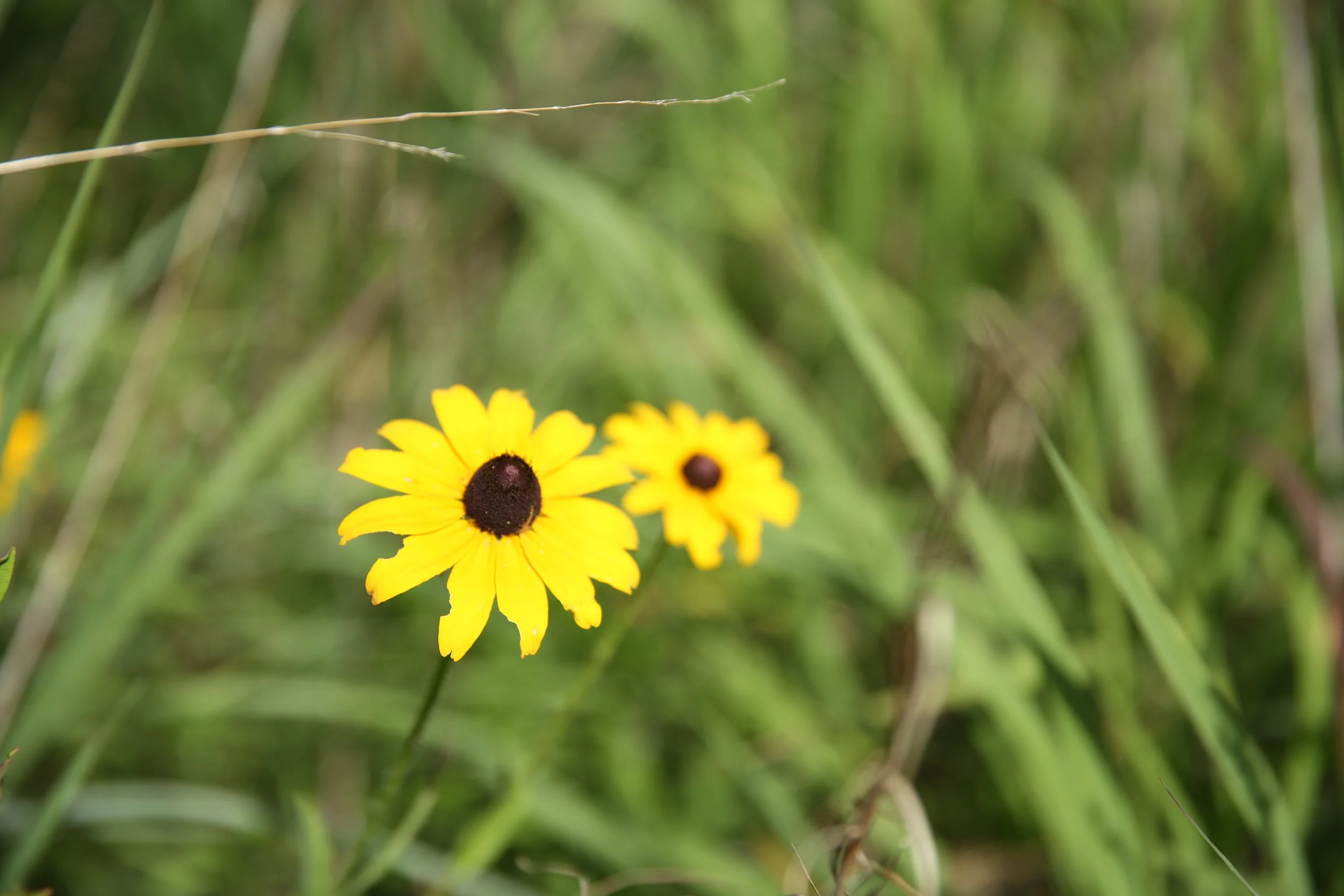 Close-up of yellow flowers with dark centers amidst green grass and vegetation.