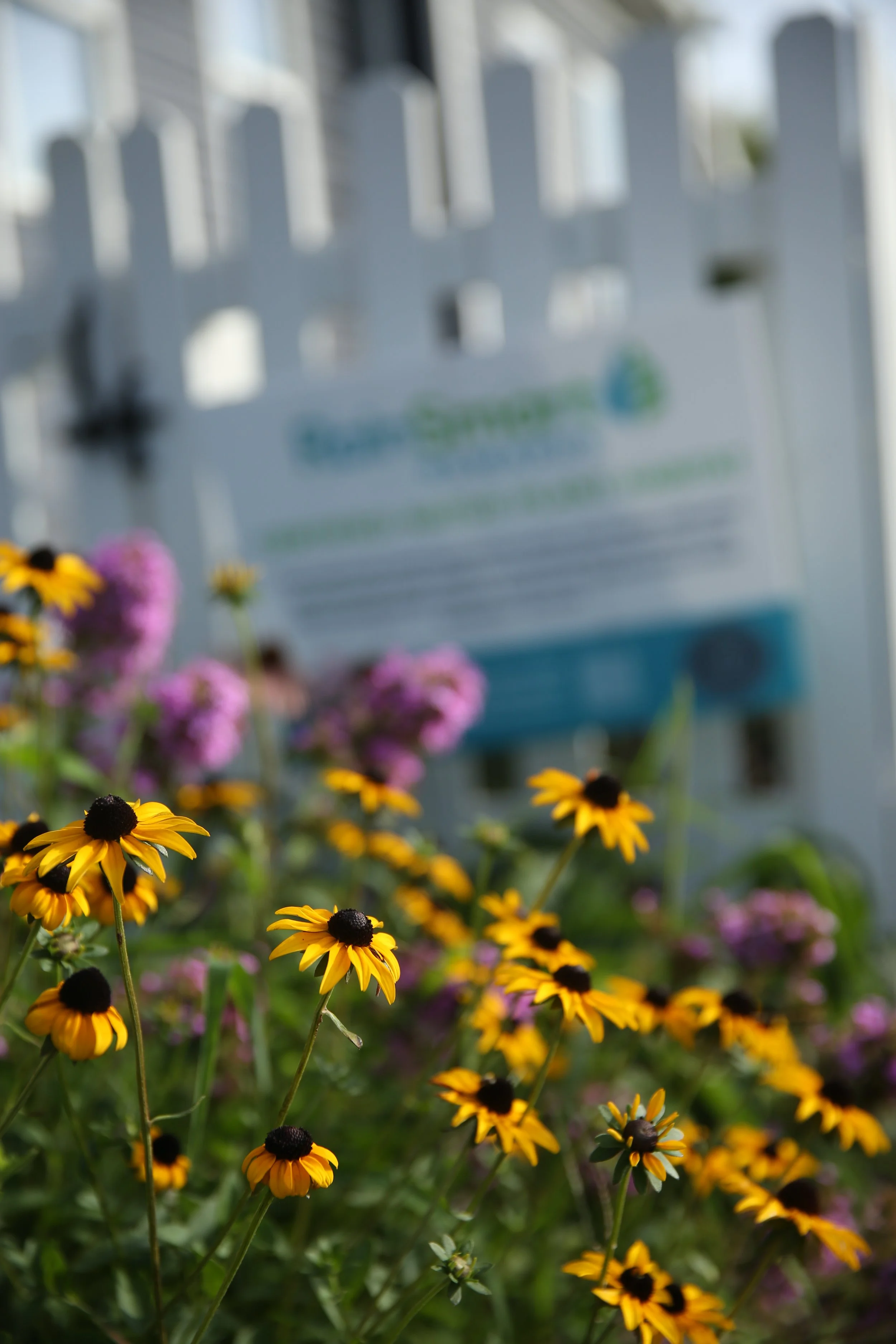 Close-up of yellow and black flowers in a garden with a blurred white fence and house in the background.