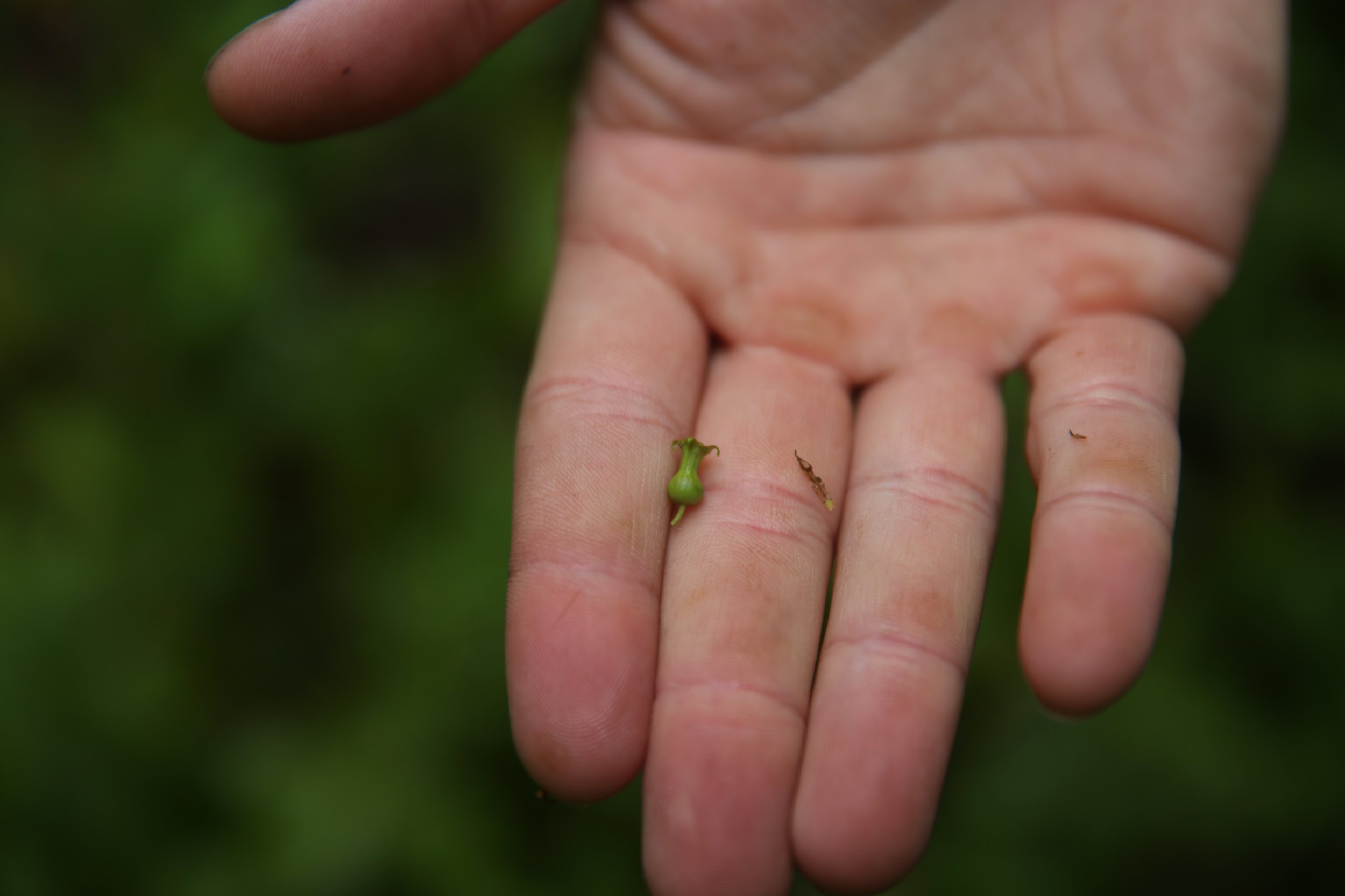 Close-up of a person's hand with three fingers visible, holding small green seedlings with tiny roots, with a blurred green background.