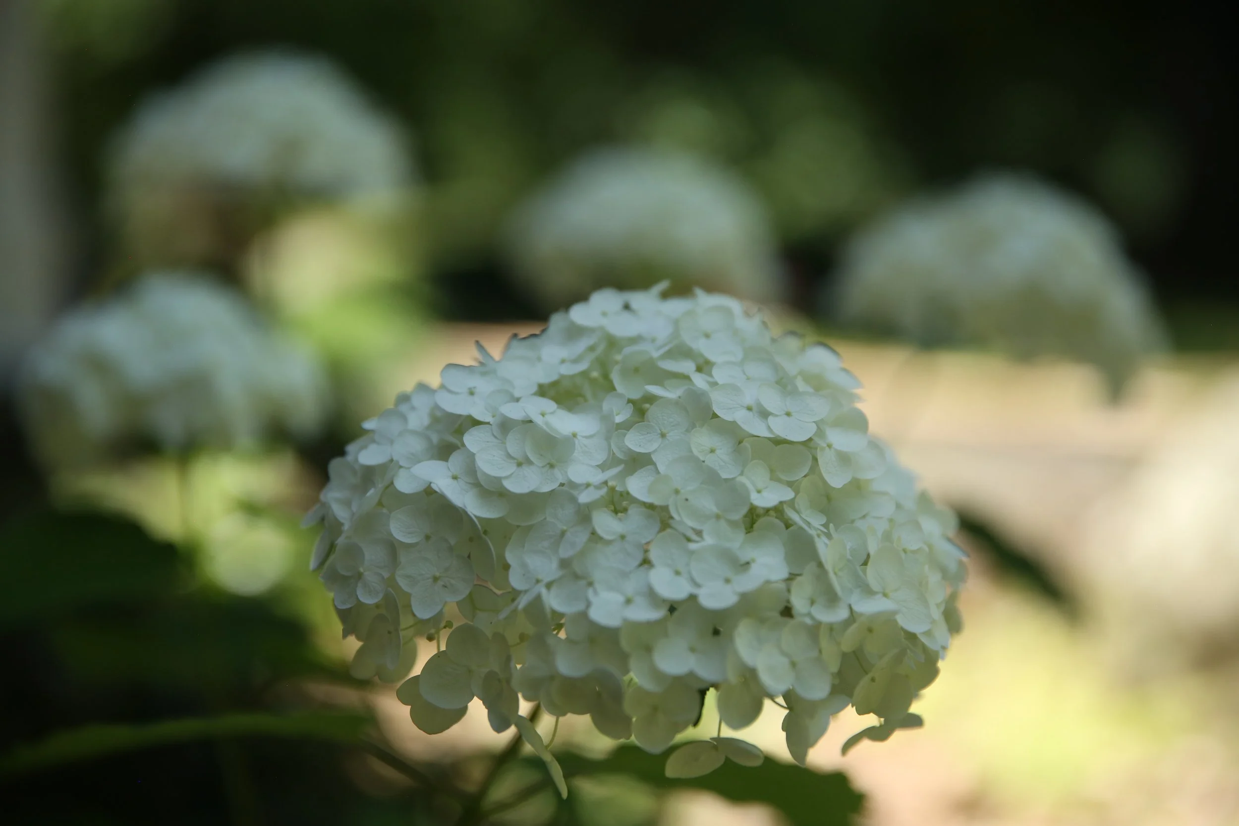 Close-up of a white hydrangea flower with a blurred green background.