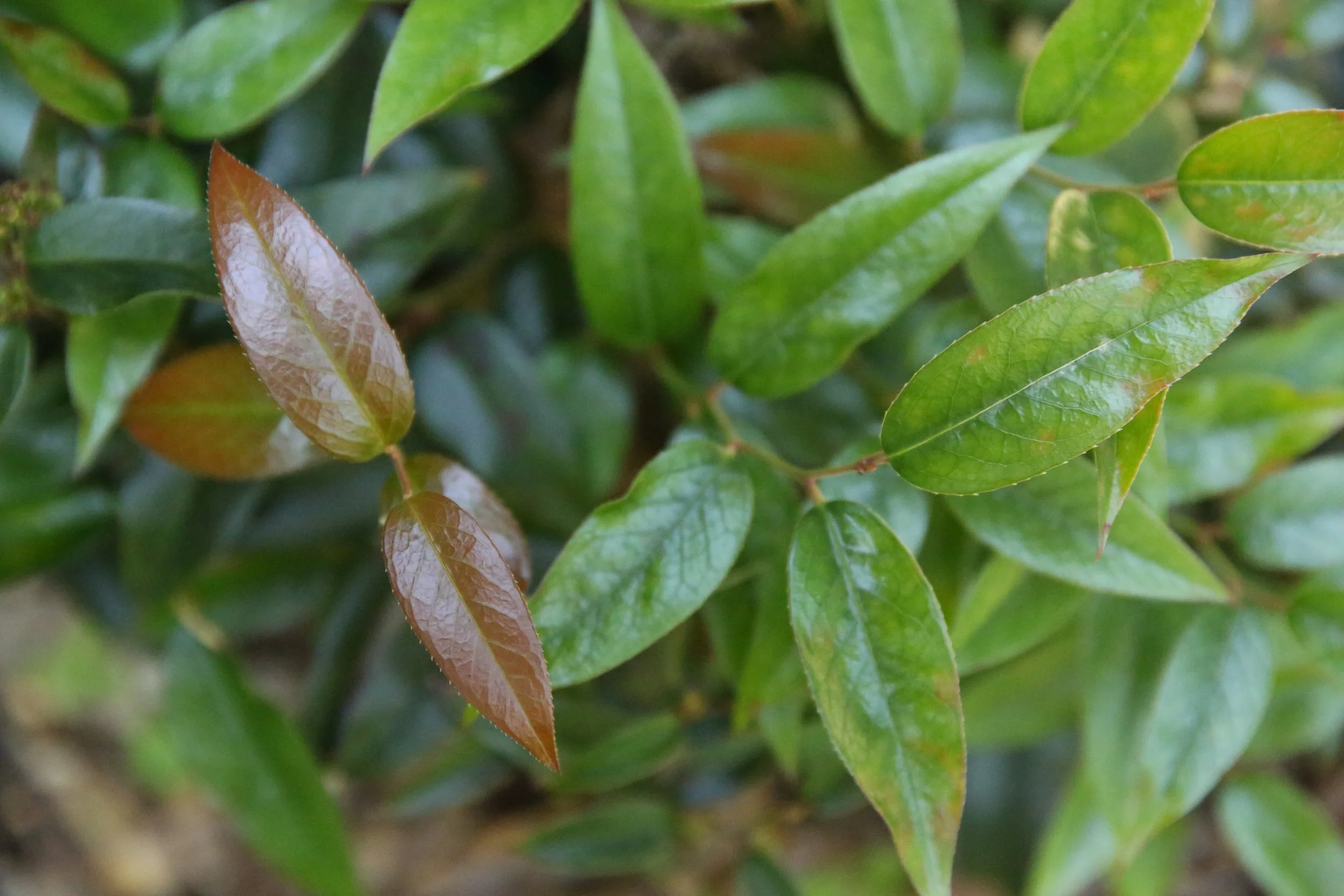 Close-up of green and reddish-brown leaves on a plant.