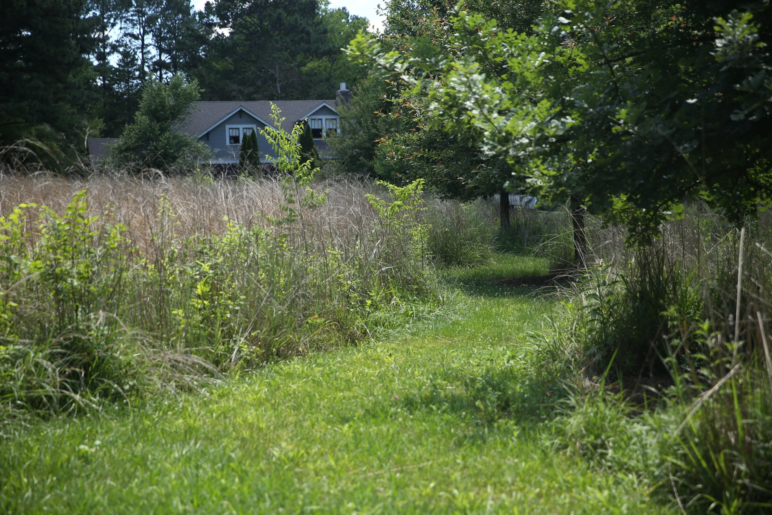 A grassy pathway leading to a blue house surrounded by trees and greenery.