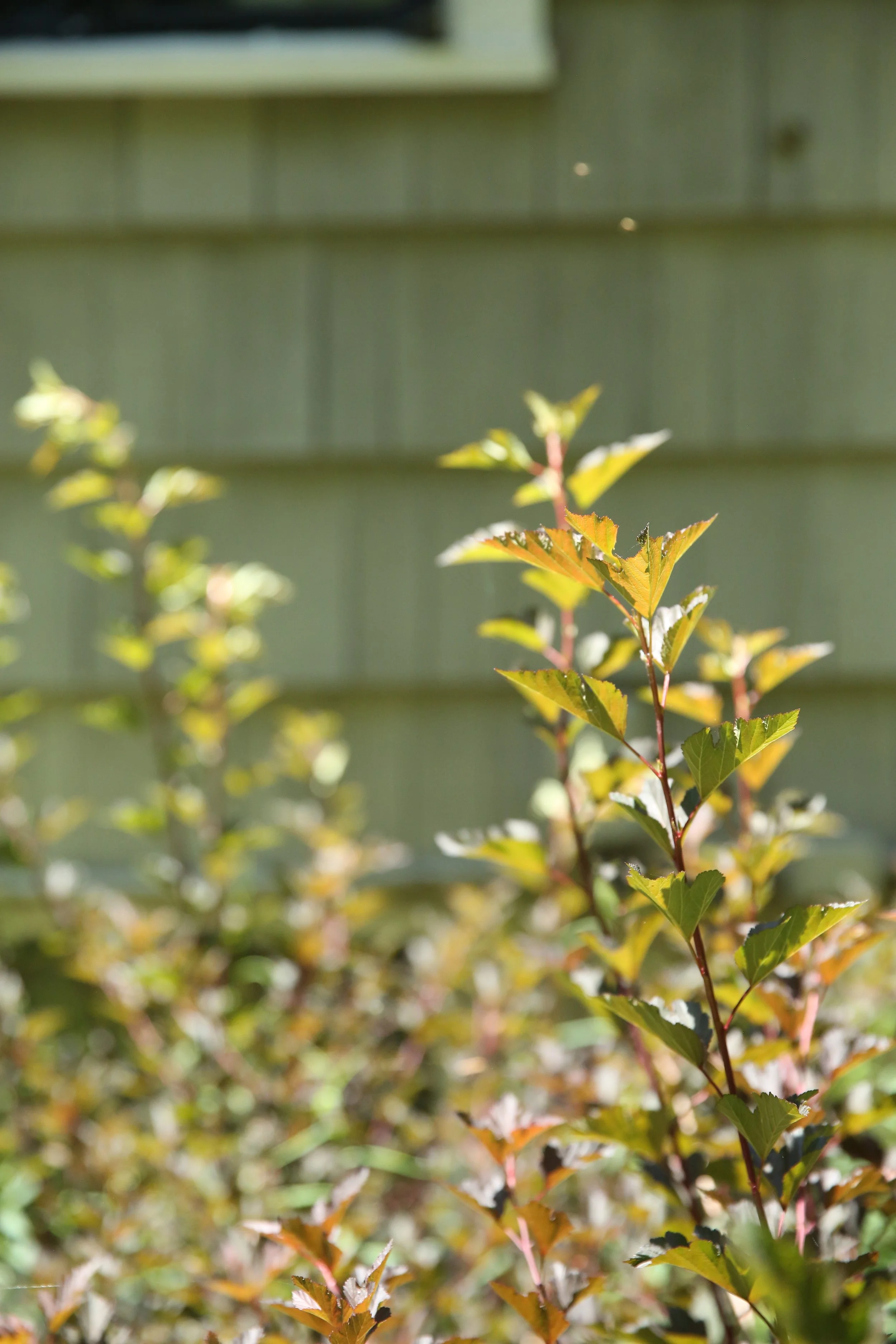 Close-up of green and reddish leaves on a plant in front of a green wooden fence.