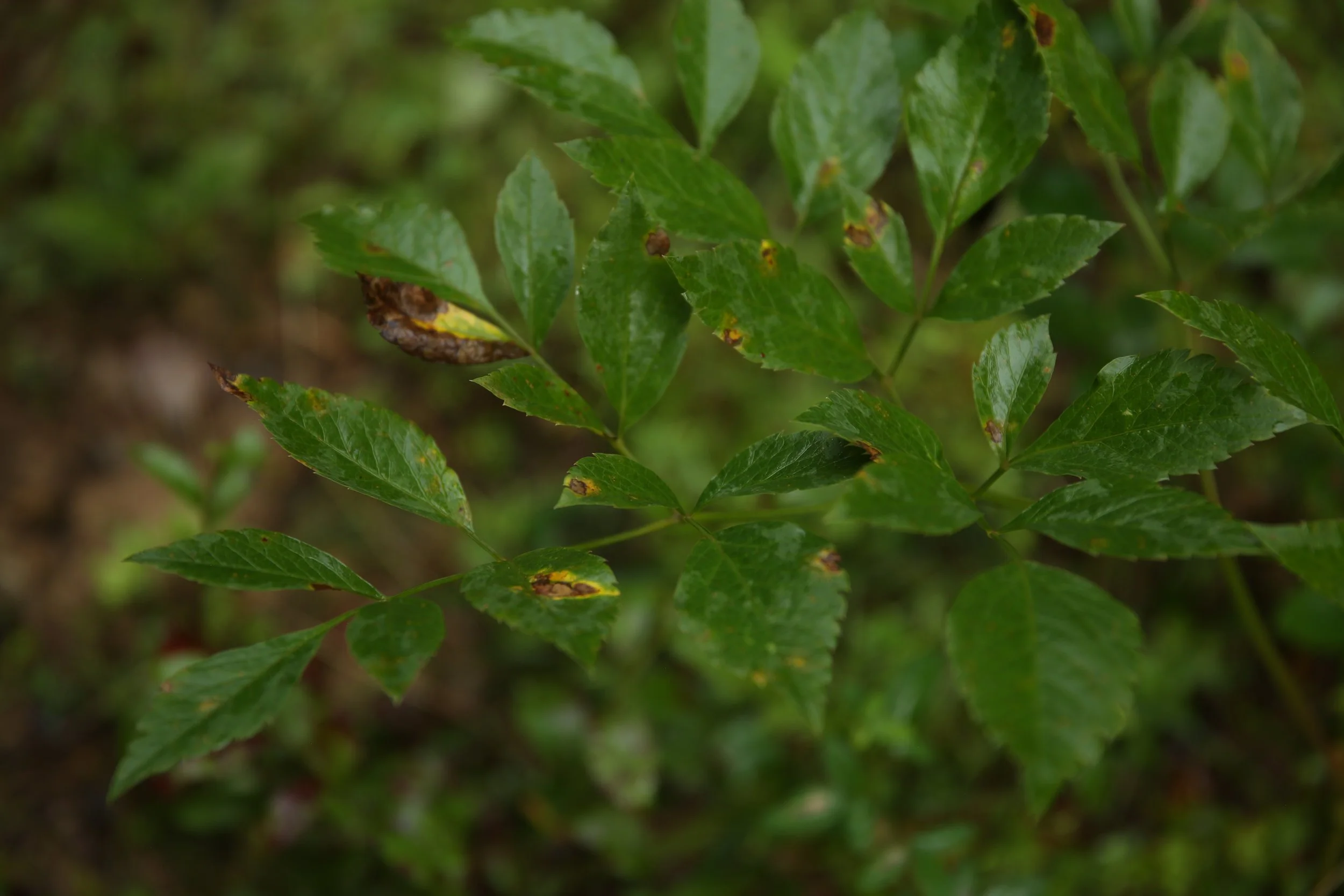 Close-up of green leaves with some showing signs of damage or disease.
